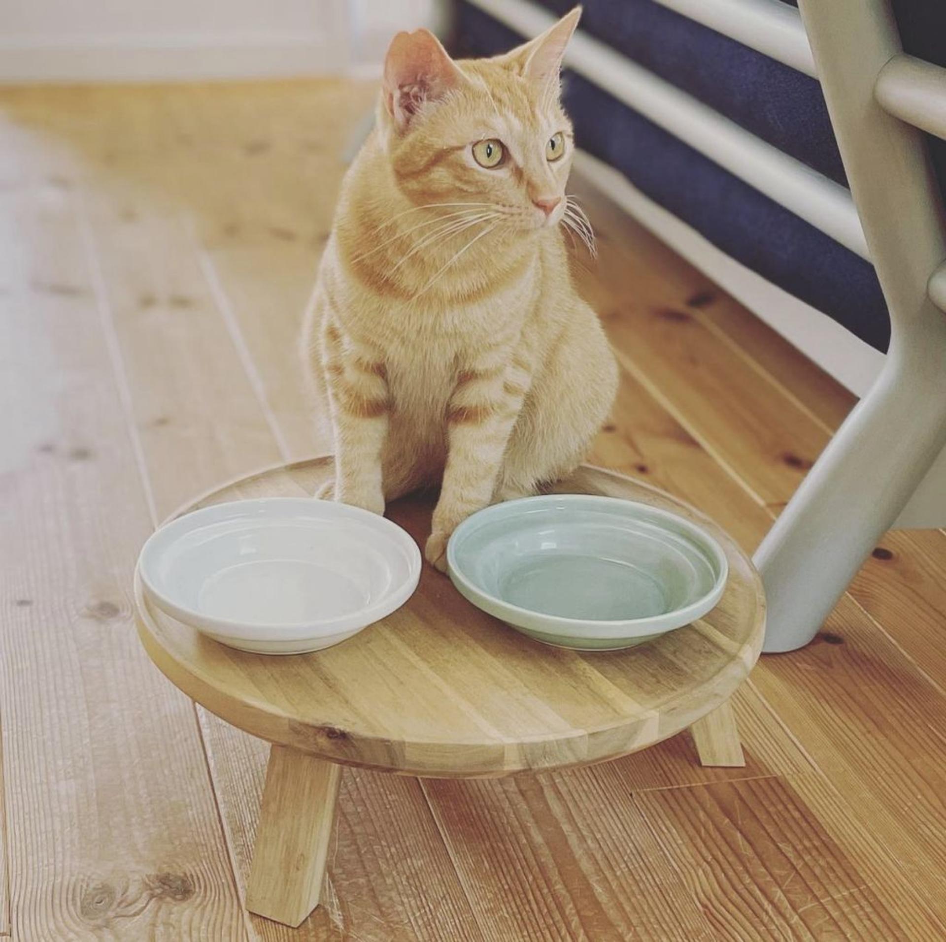 pet-image-5