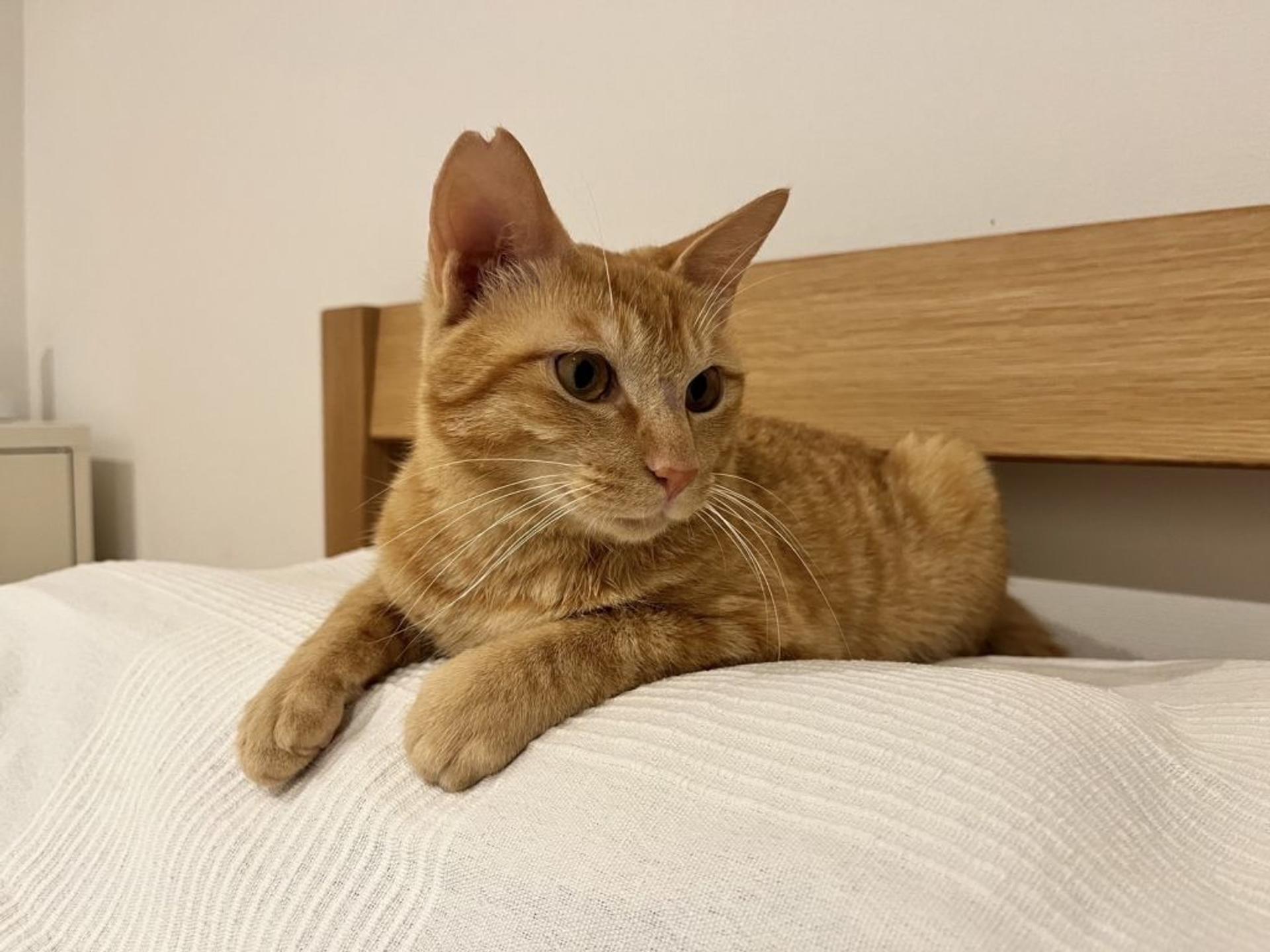 pet-image-6