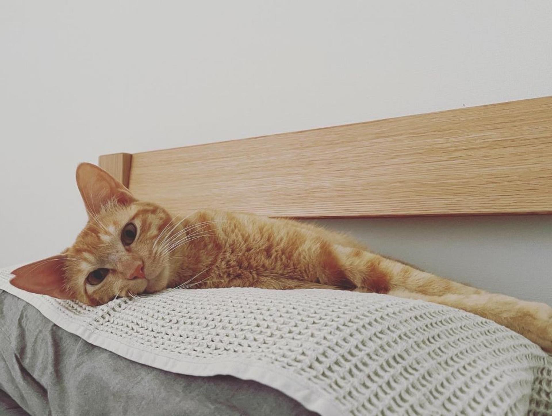pet-image-9