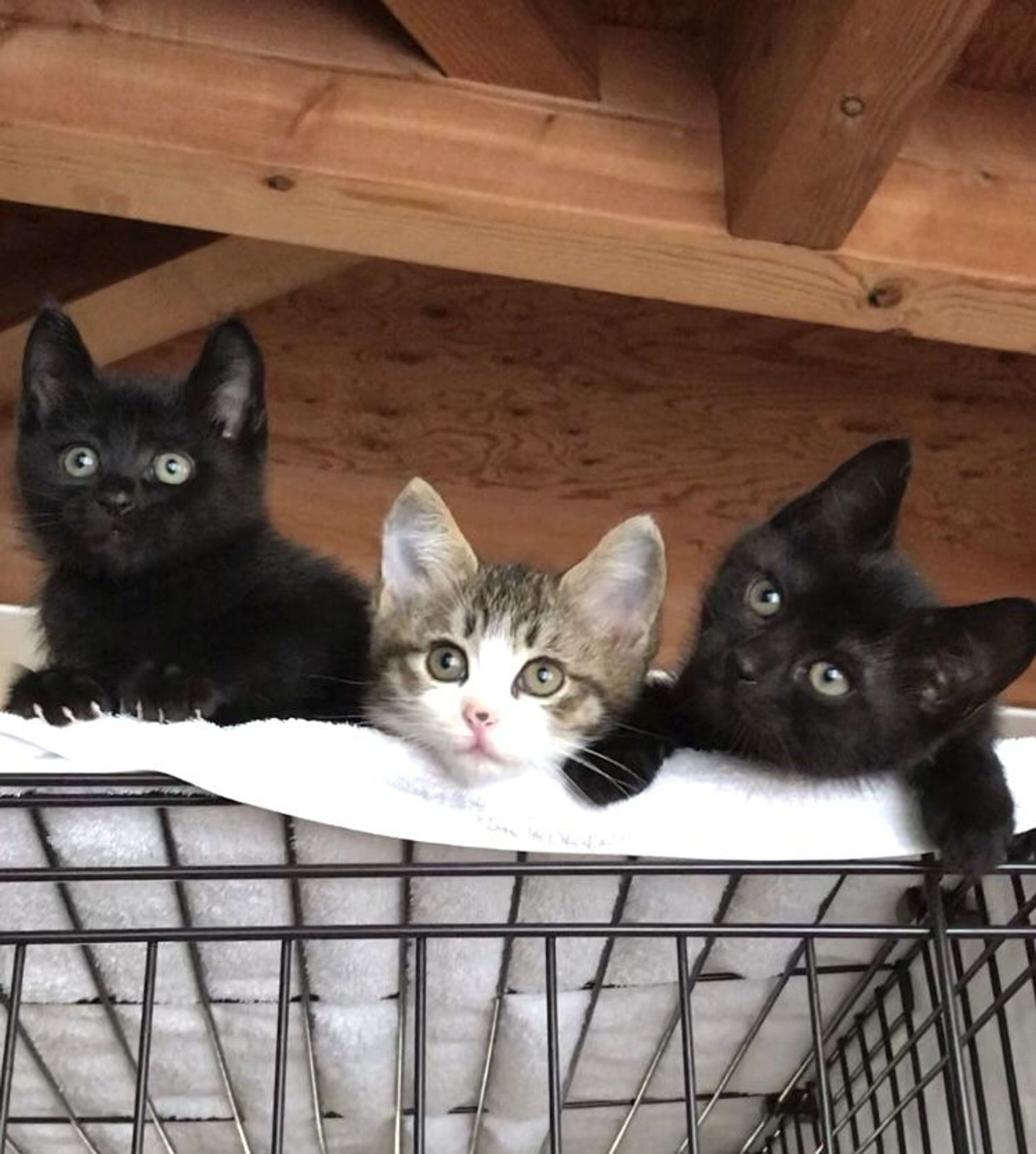 雑種（ミックス猫）・オスの里親募集の写真