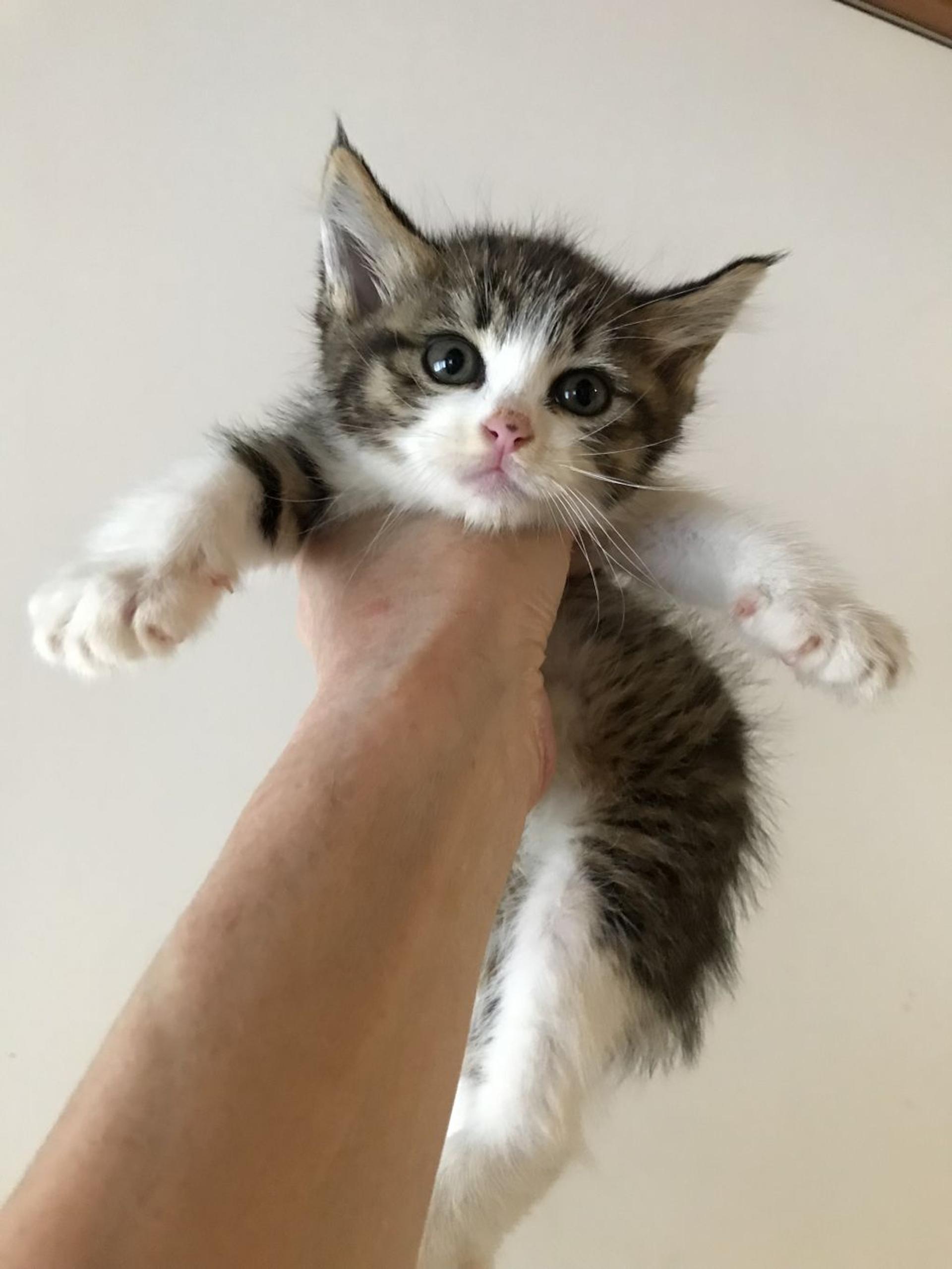 pet-image-7