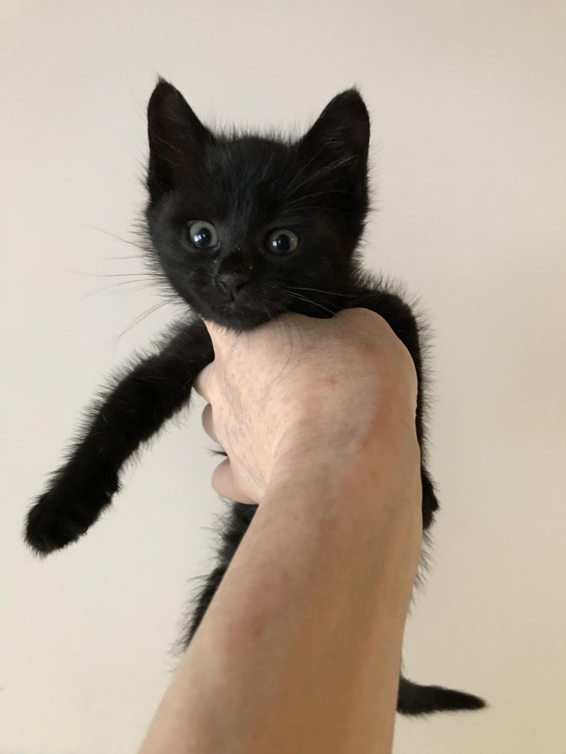 pet-image-9