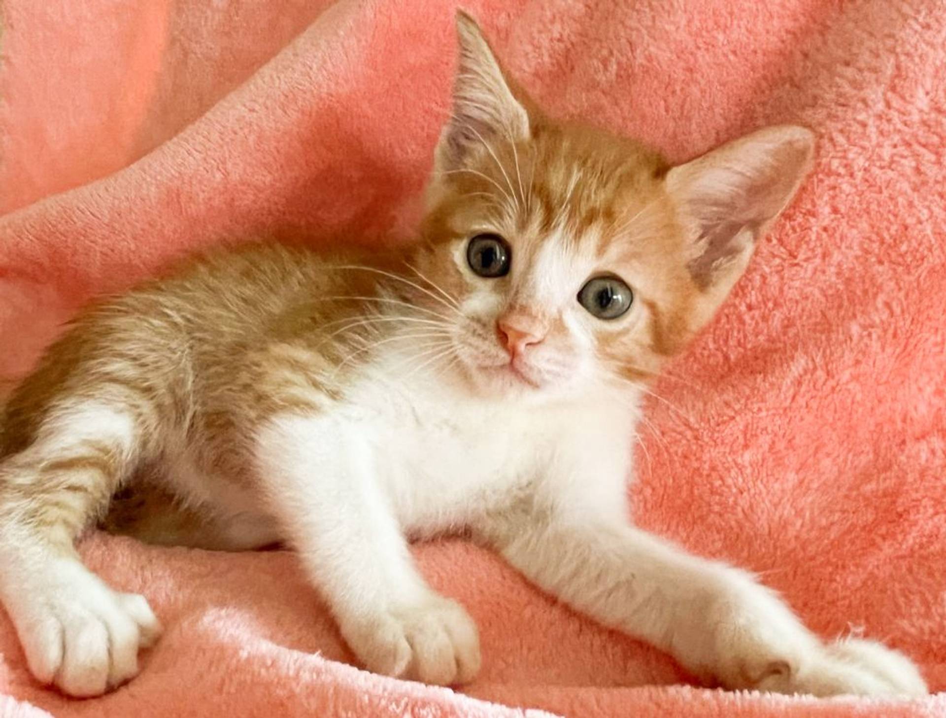 雑種（ミックス猫）・オスの里親募集の写真