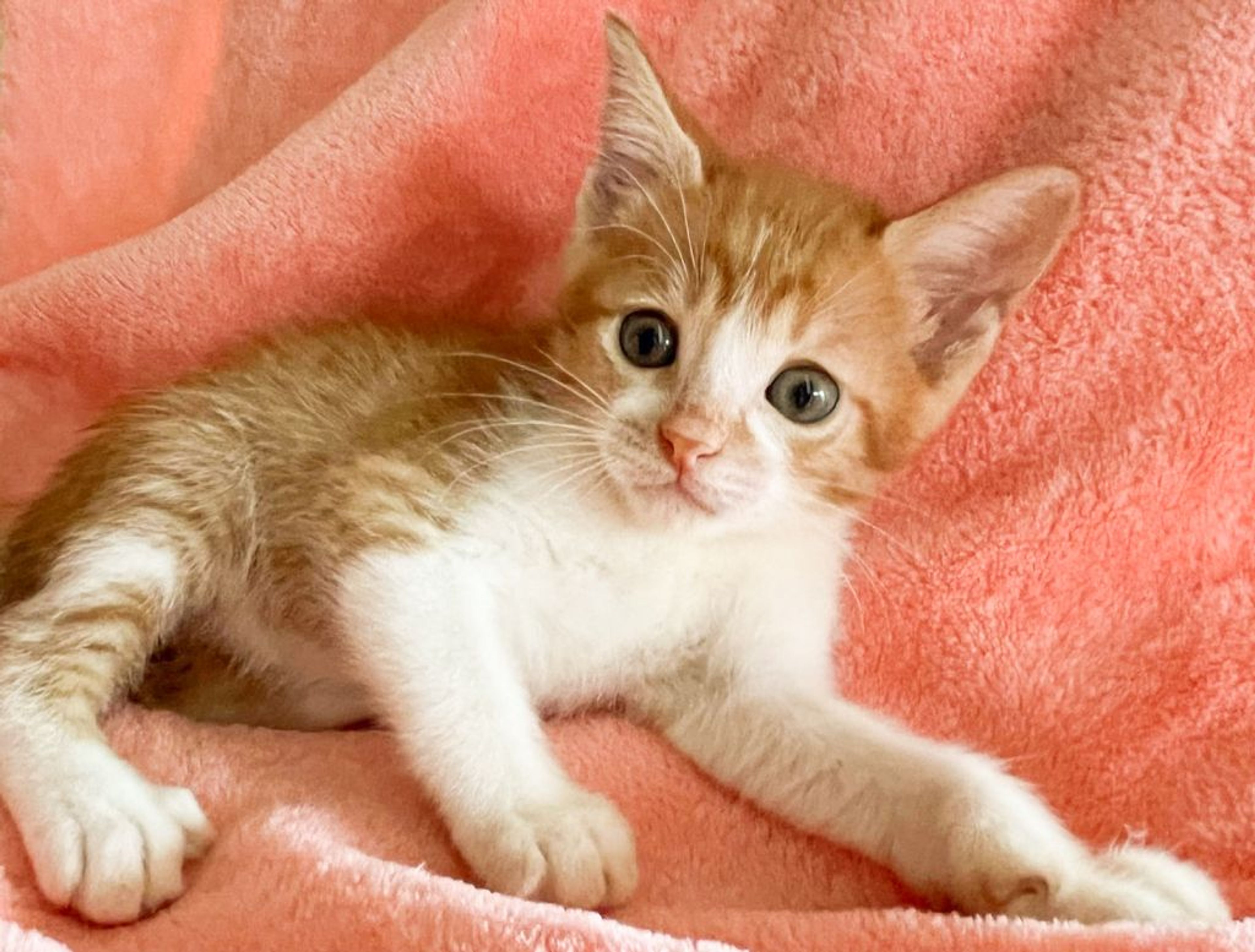 雑種（ミックス猫）・オスの里親募集の写真