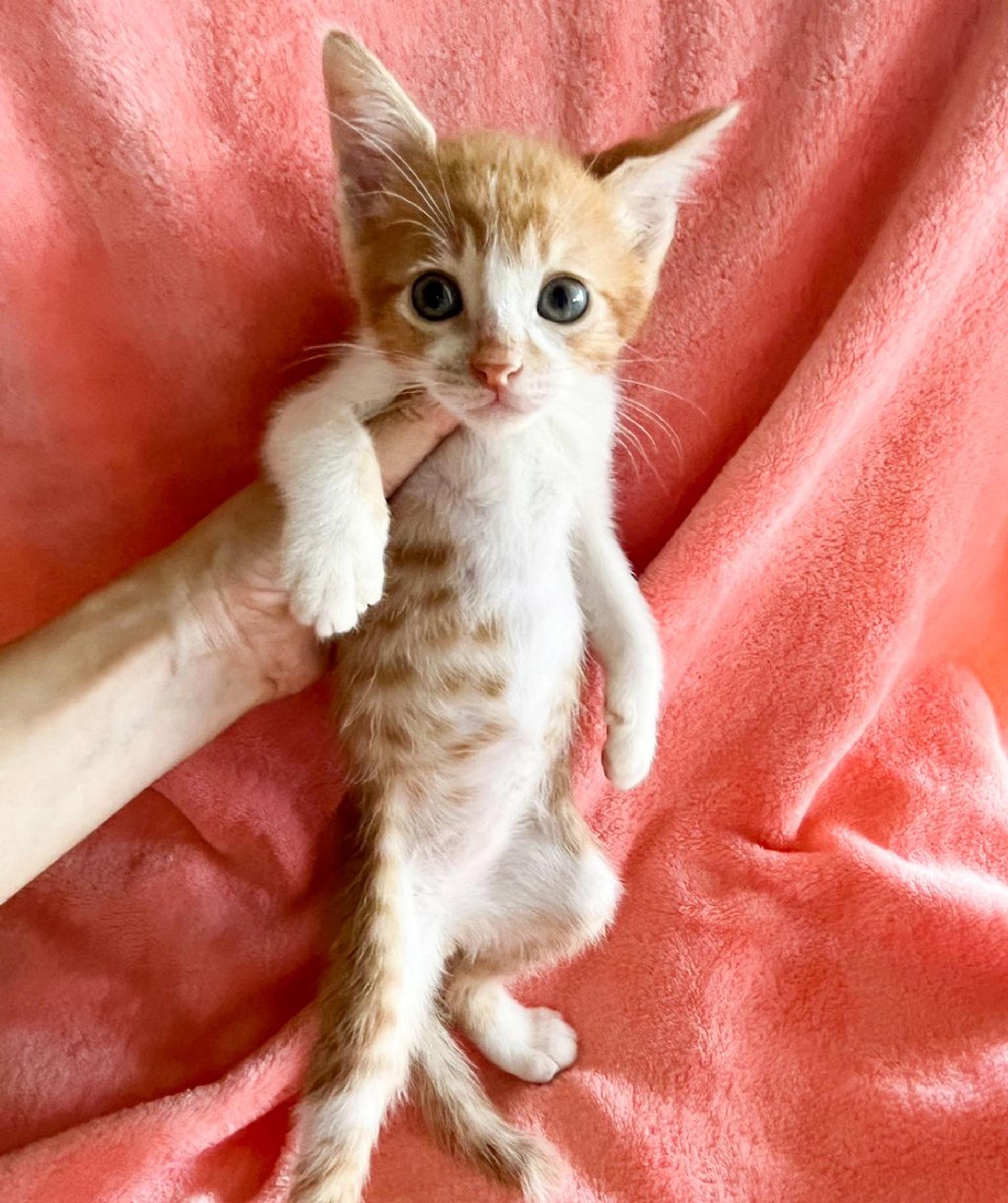 pet-image-4