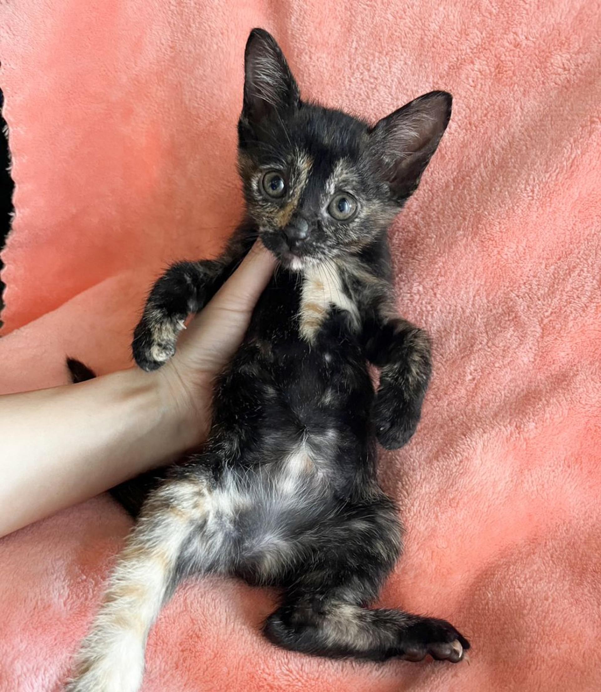 pet-image-2