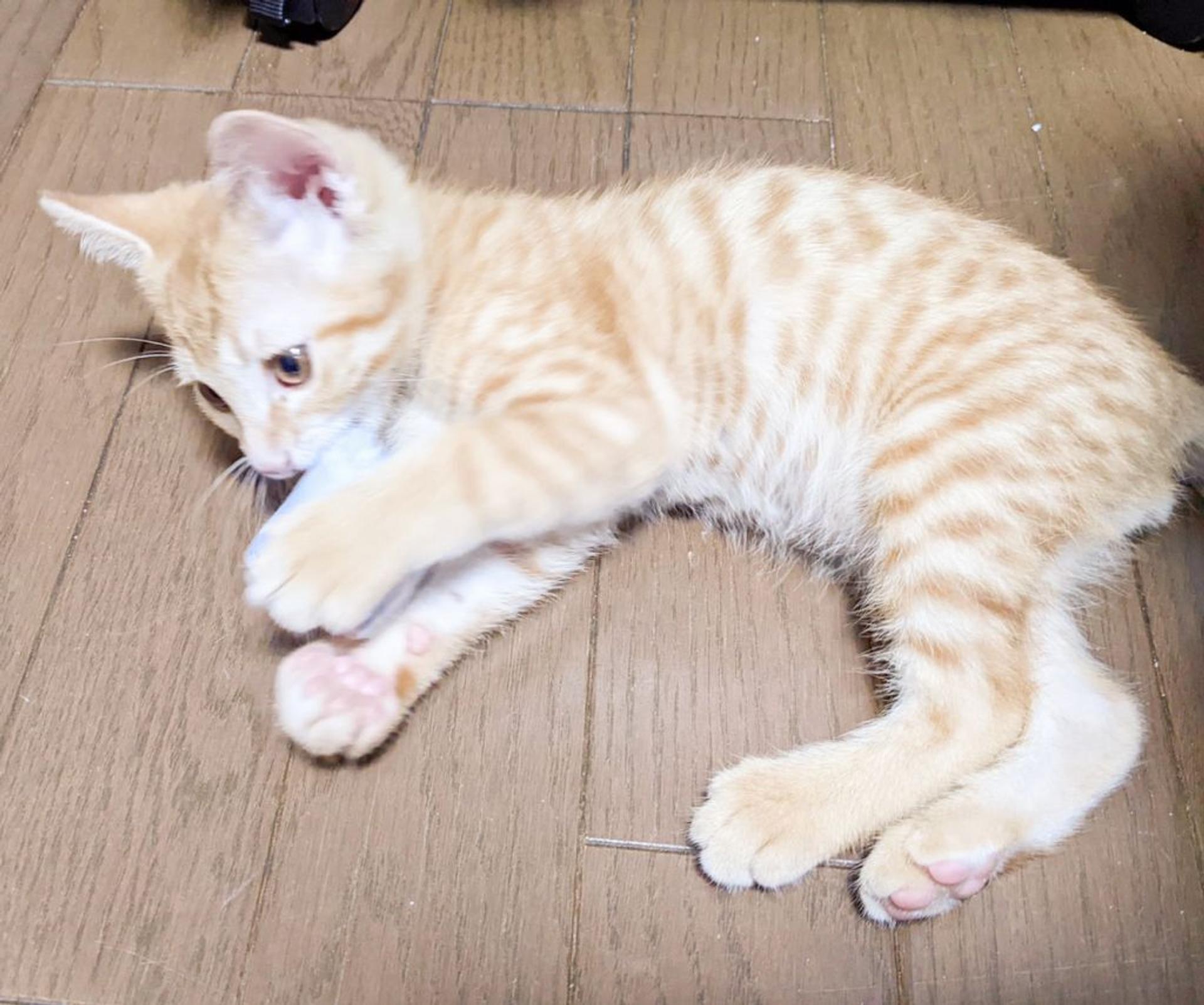 pet-image-2