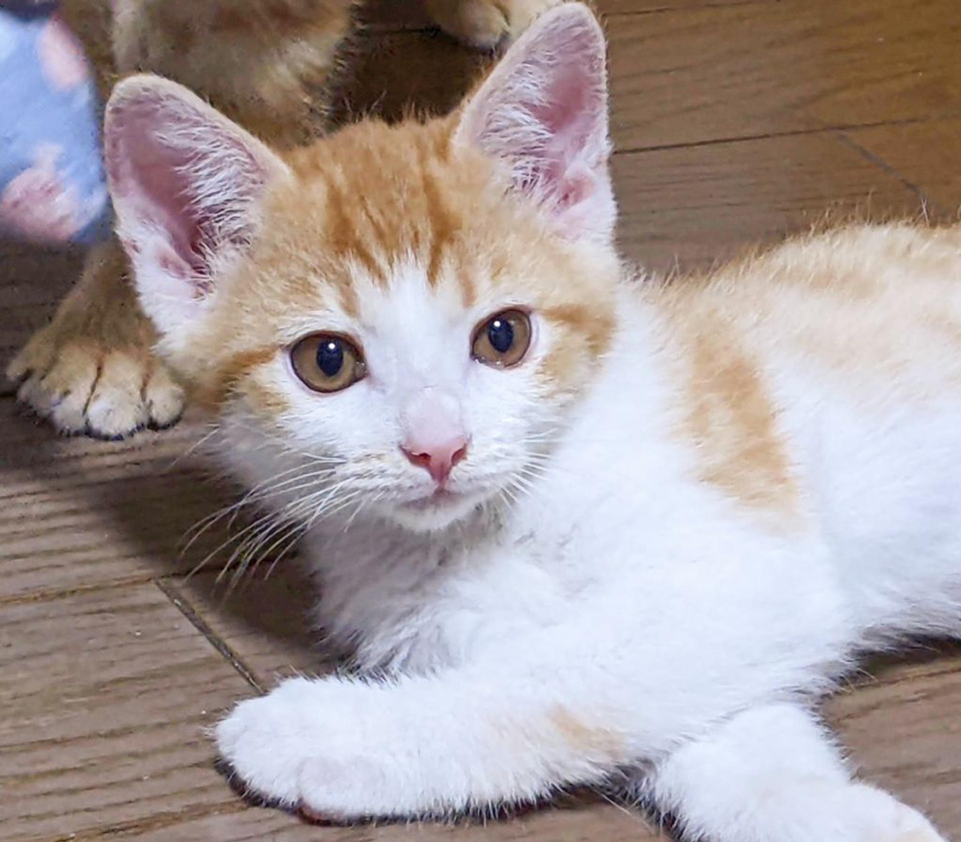 pet-image-3