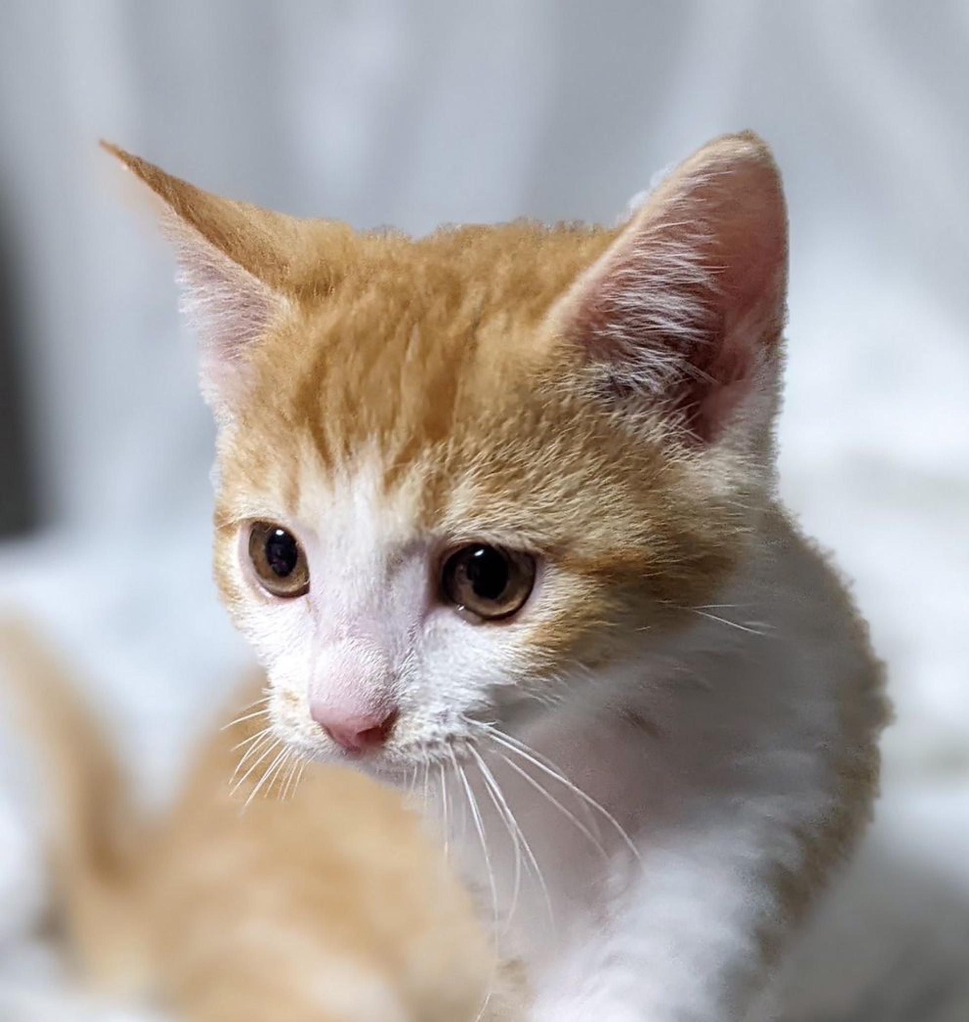 pet-image-4