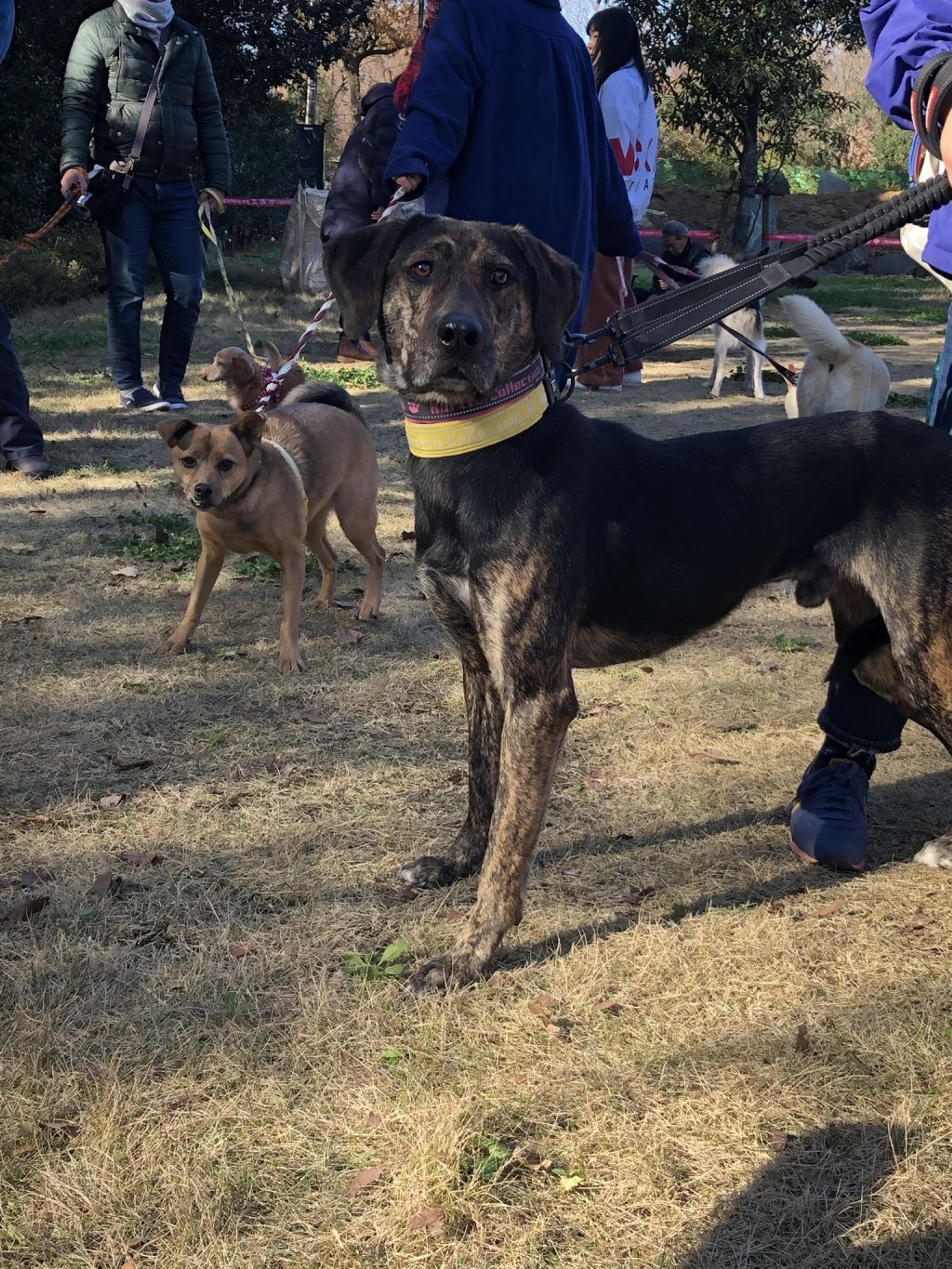 pet-image-2