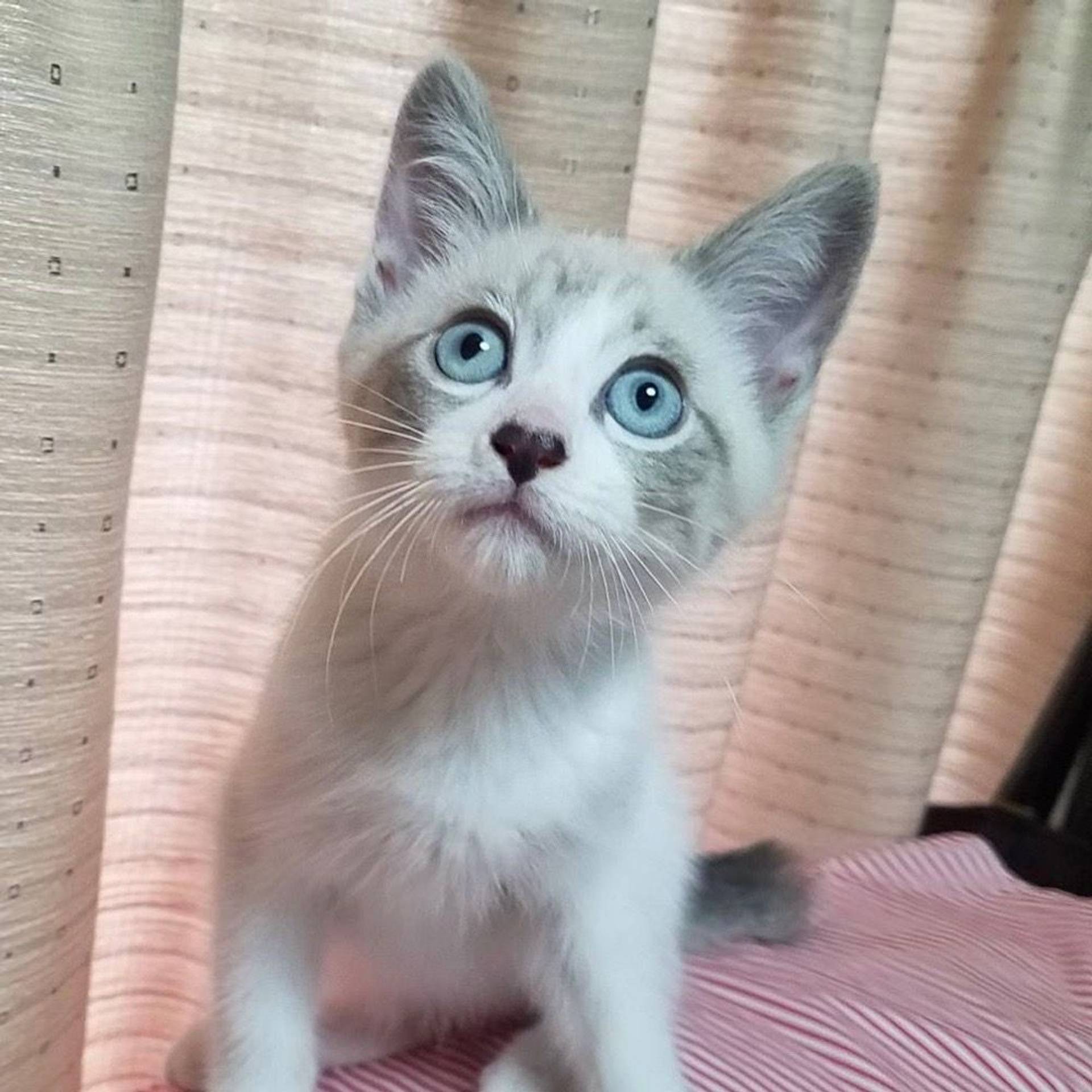 雑種（ミックス猫）・オスの里親募集の写真