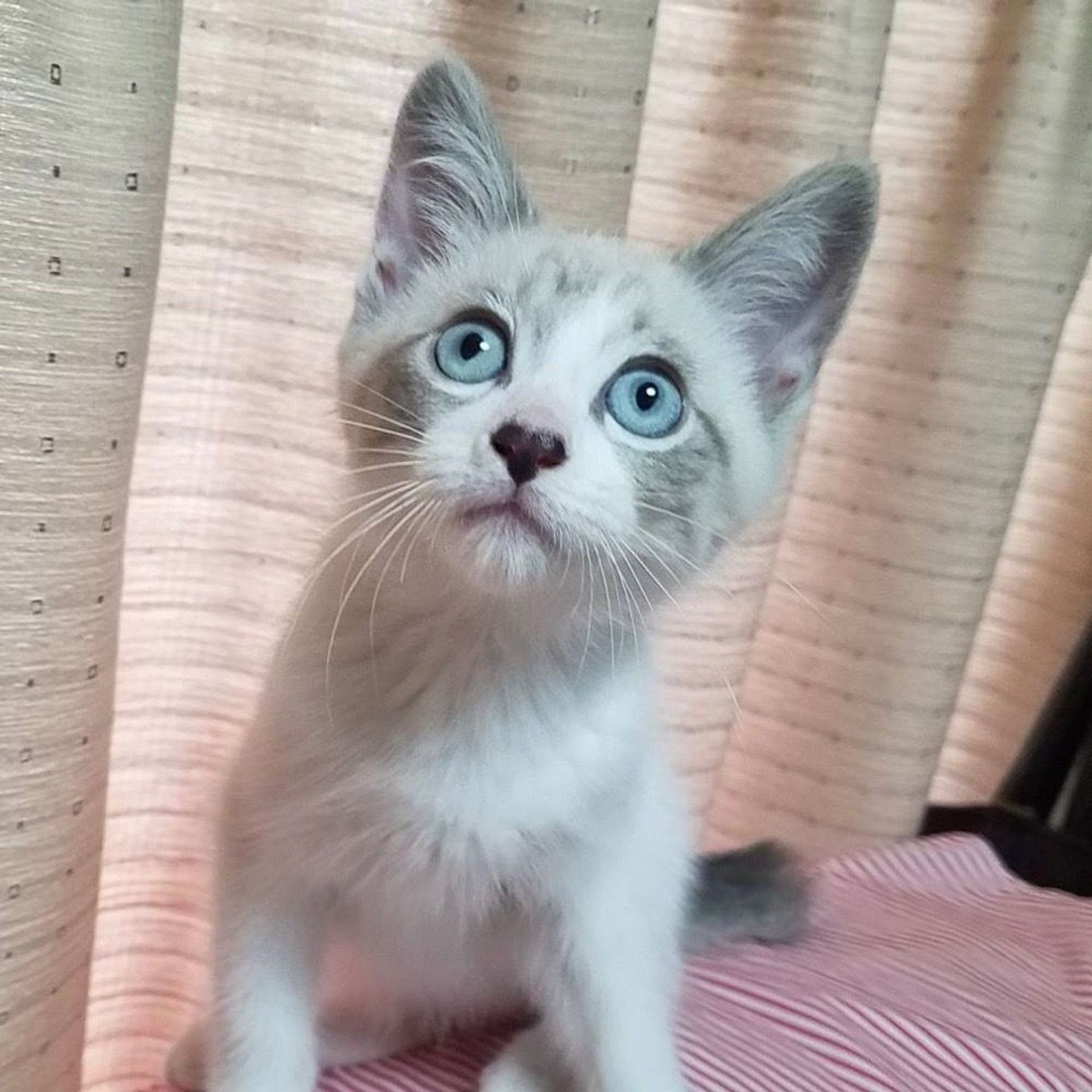 雑種（ミックス猫）・オスの里親募集の写真