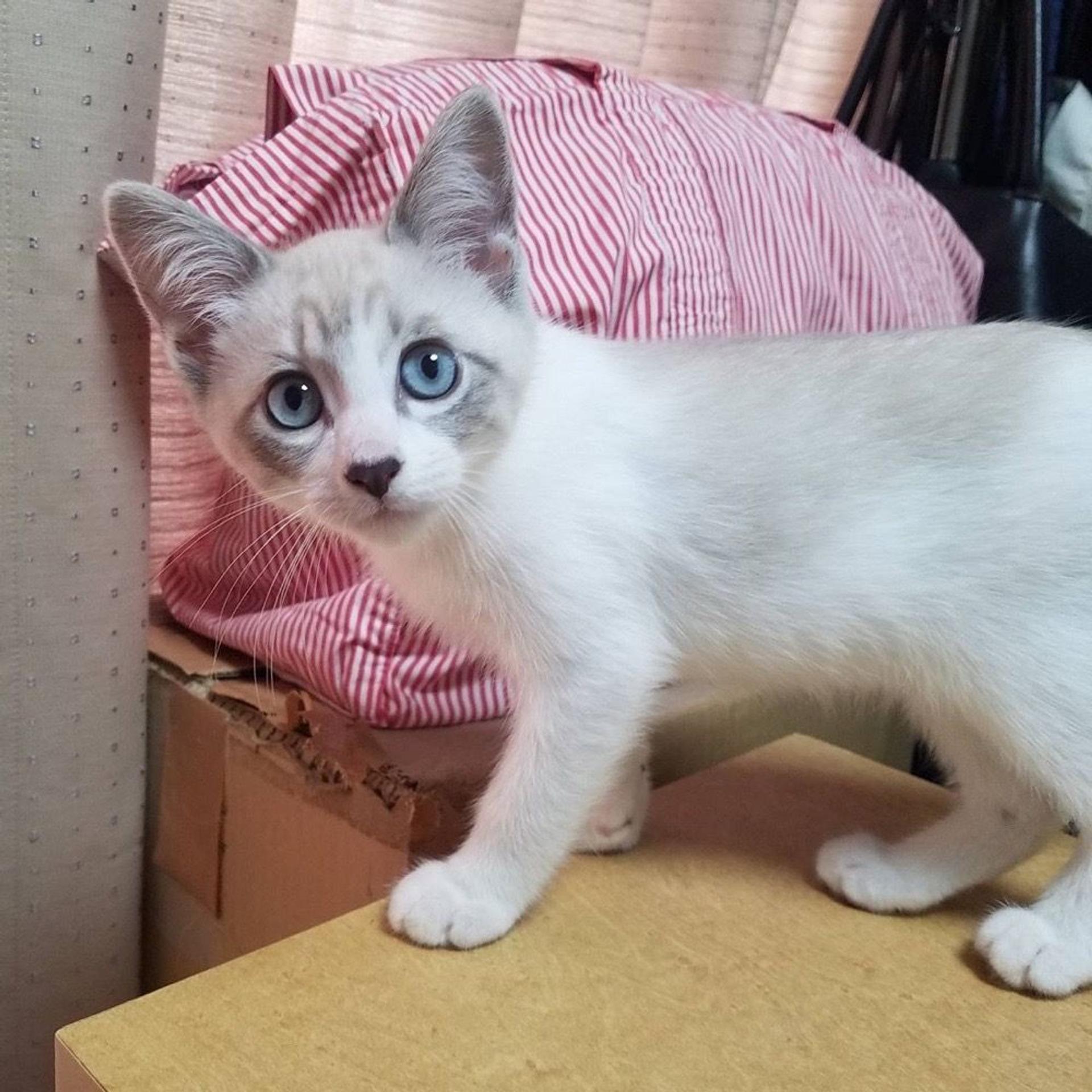 pet-image-2