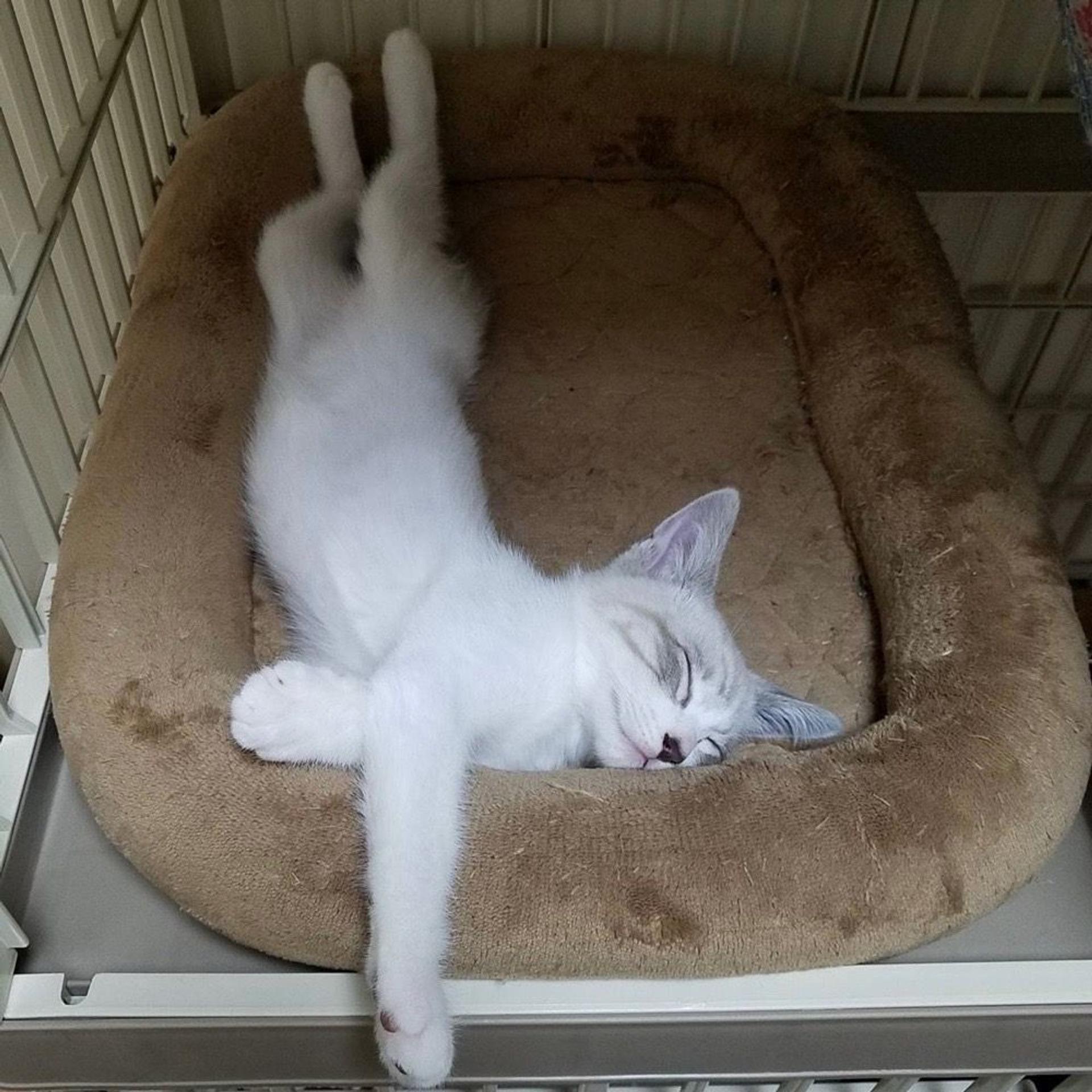 pet-image-7