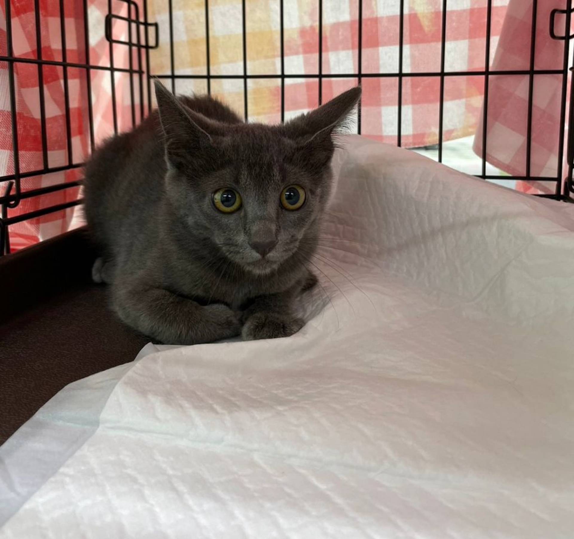 雑種（ミックス猫）・メスの里親募集の写真