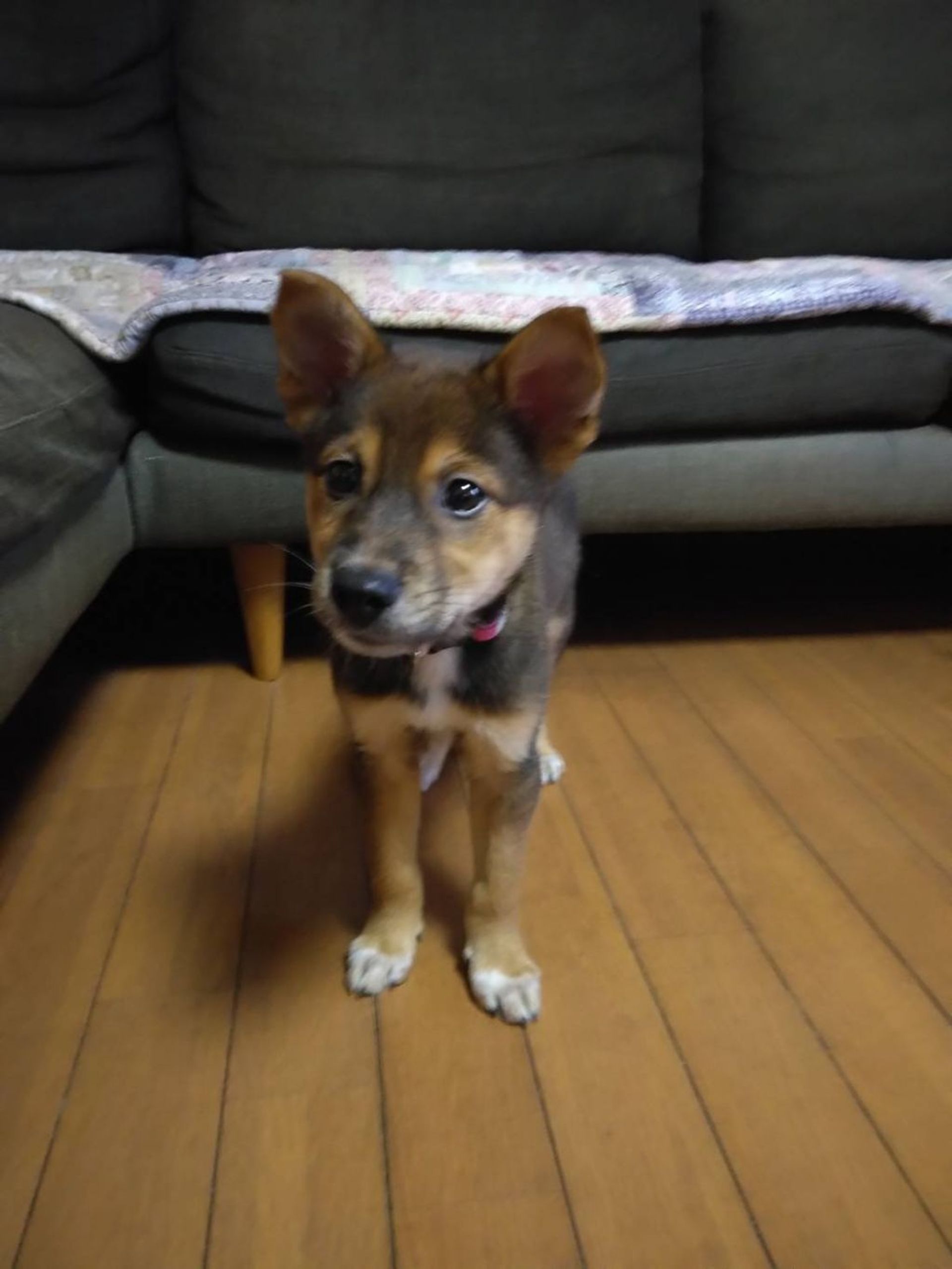 雑種（ミックス犬）・オスの里親募集の写真