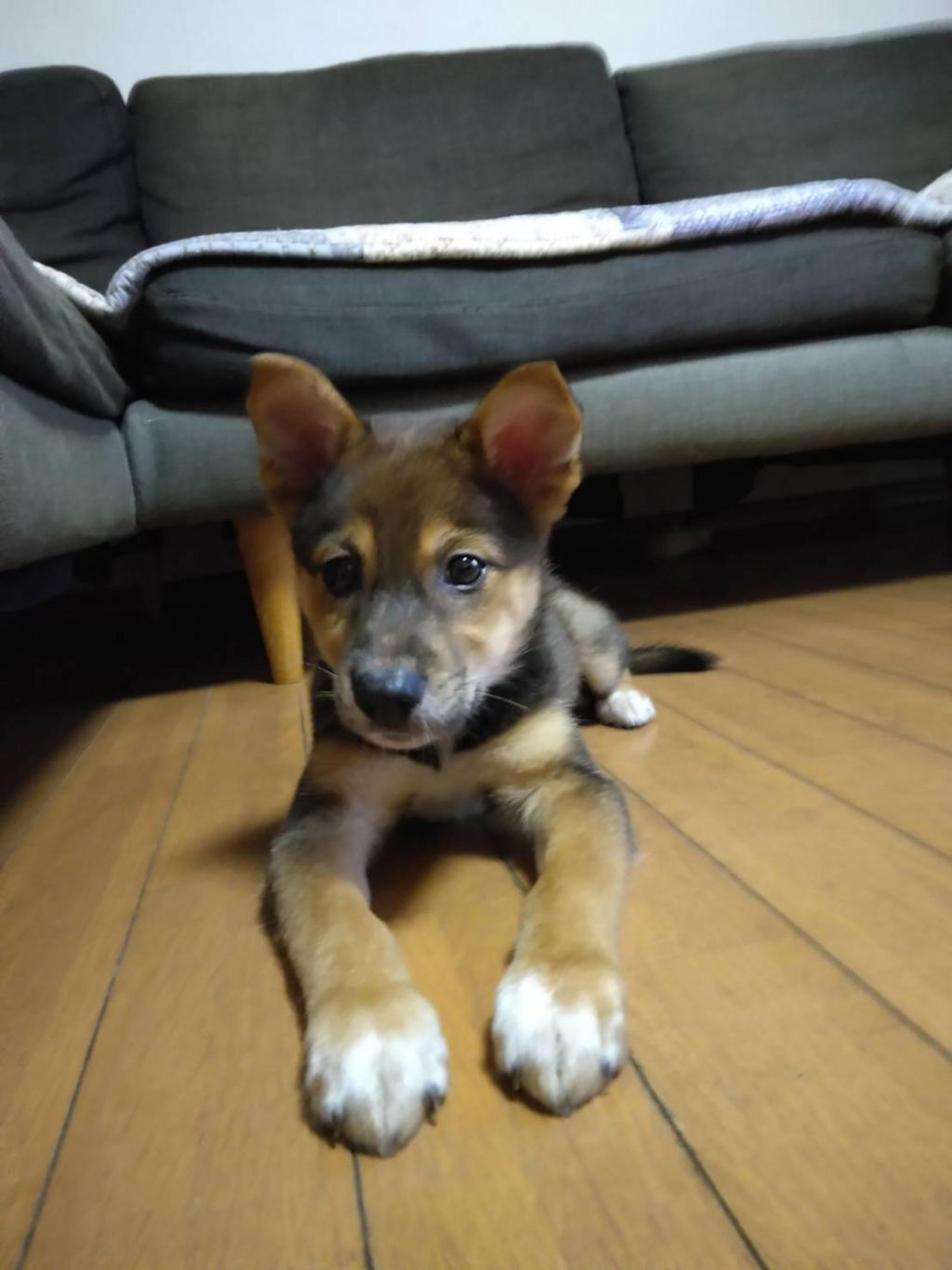 pet-image-10