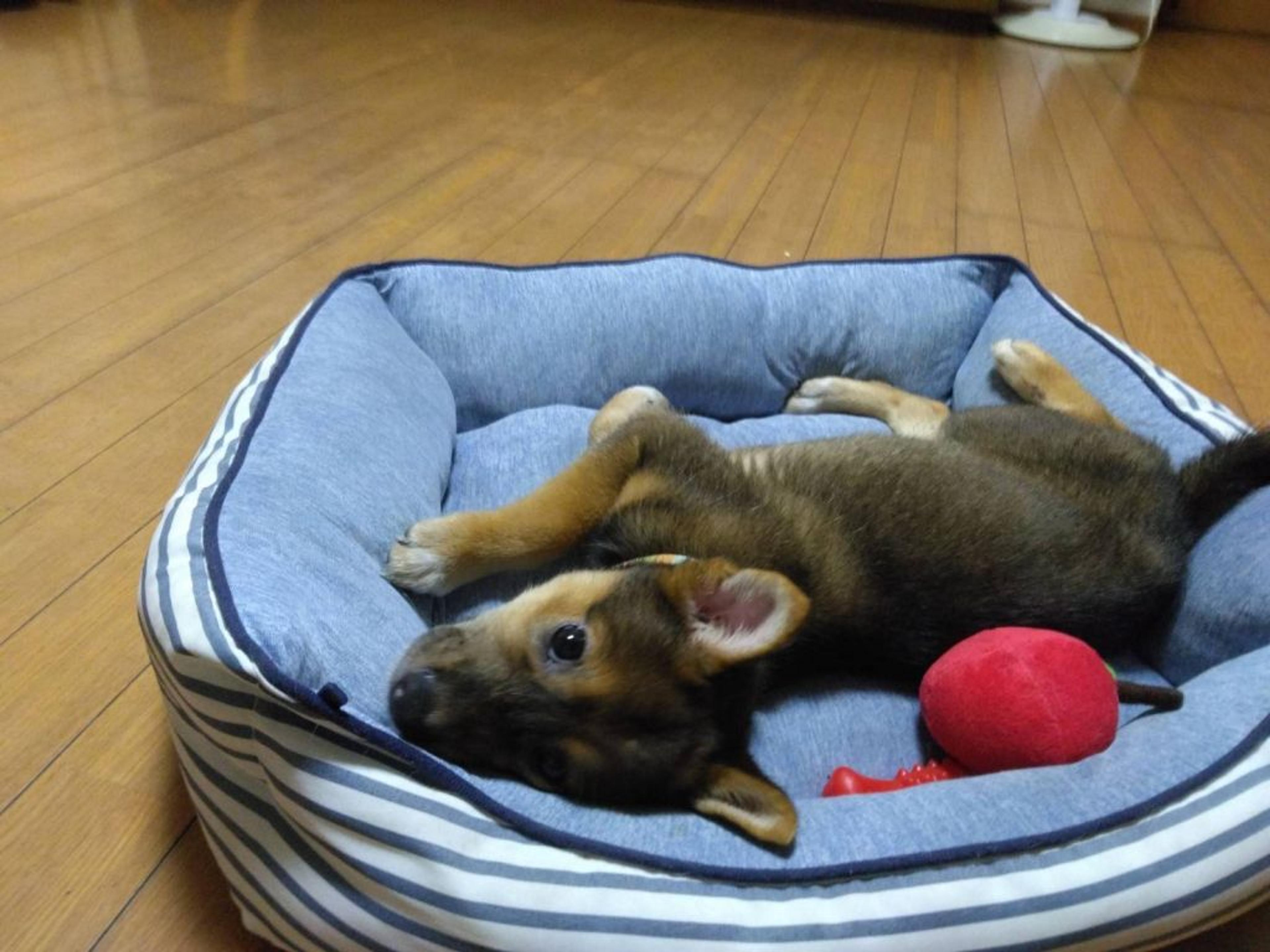 pet-image-2