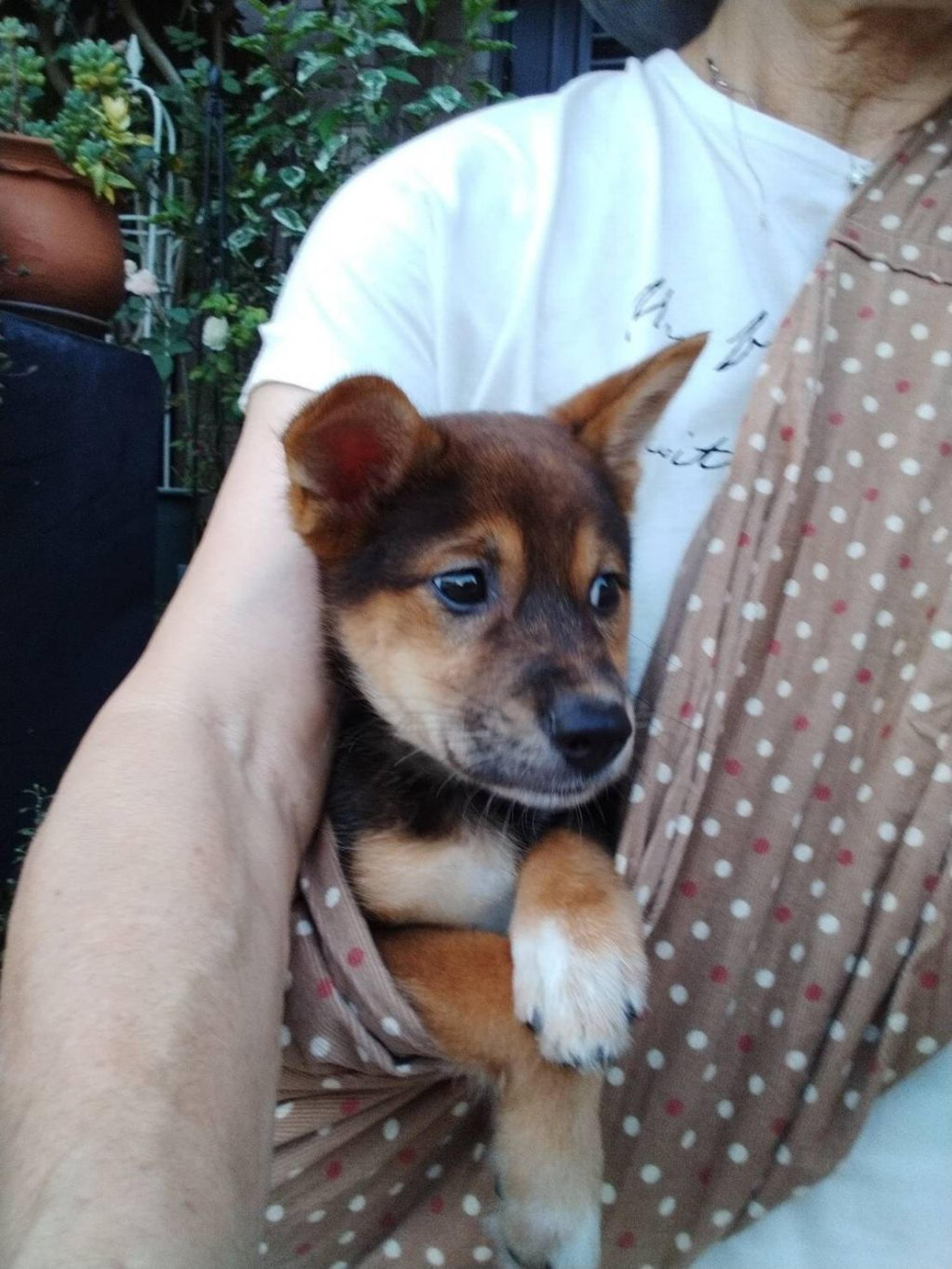 pet-image-8