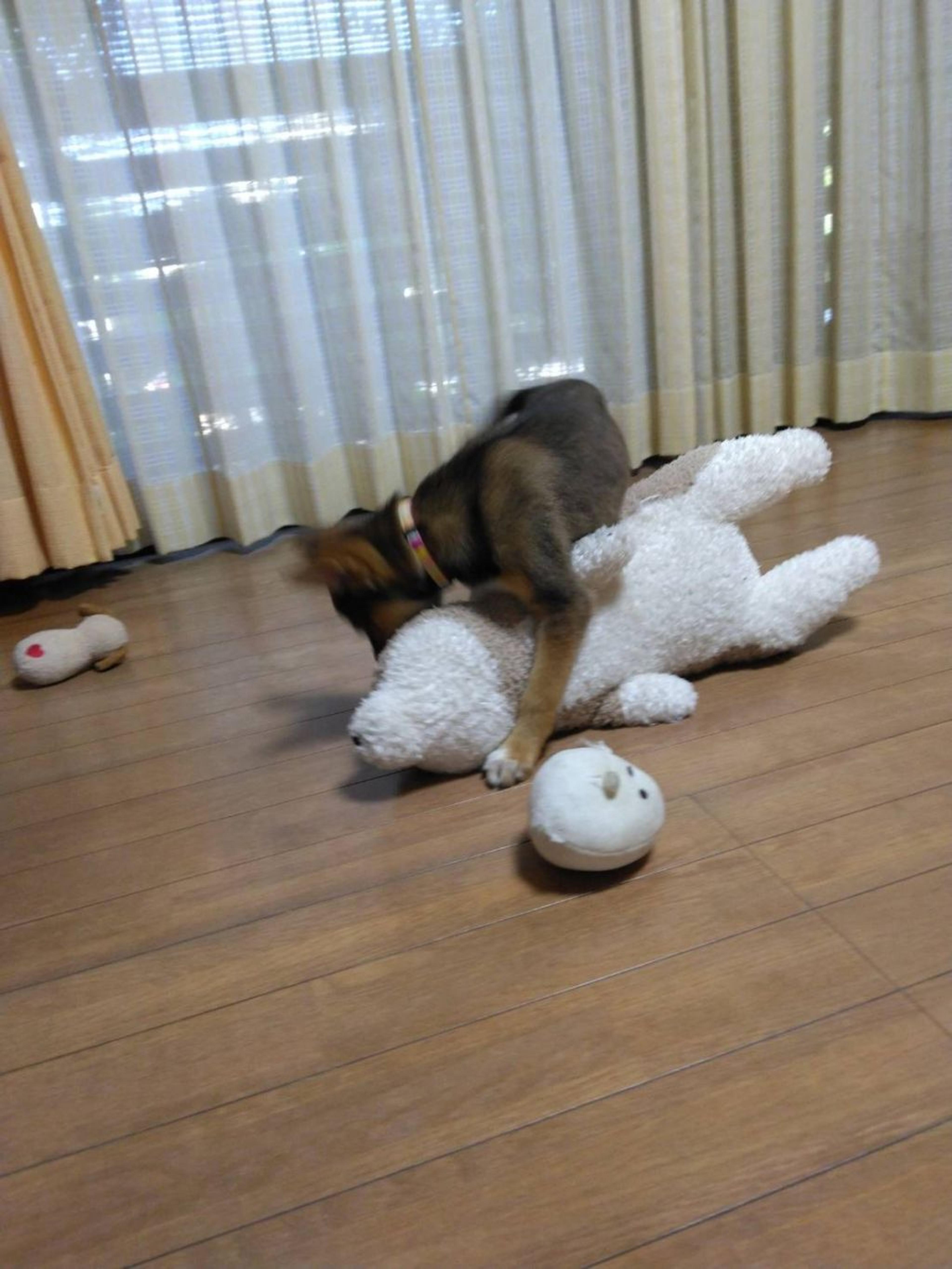 pet-image-9