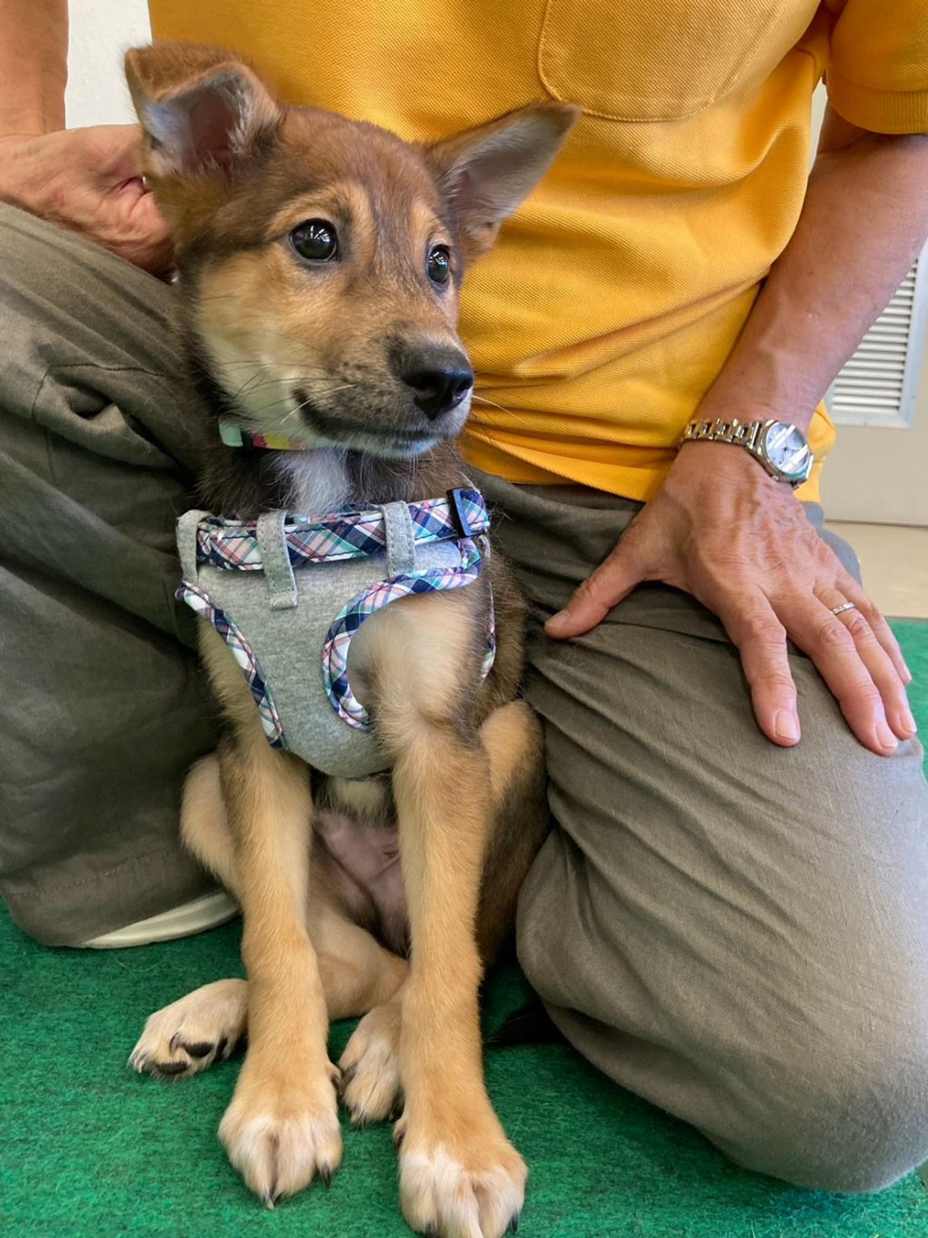 pet-image-3
