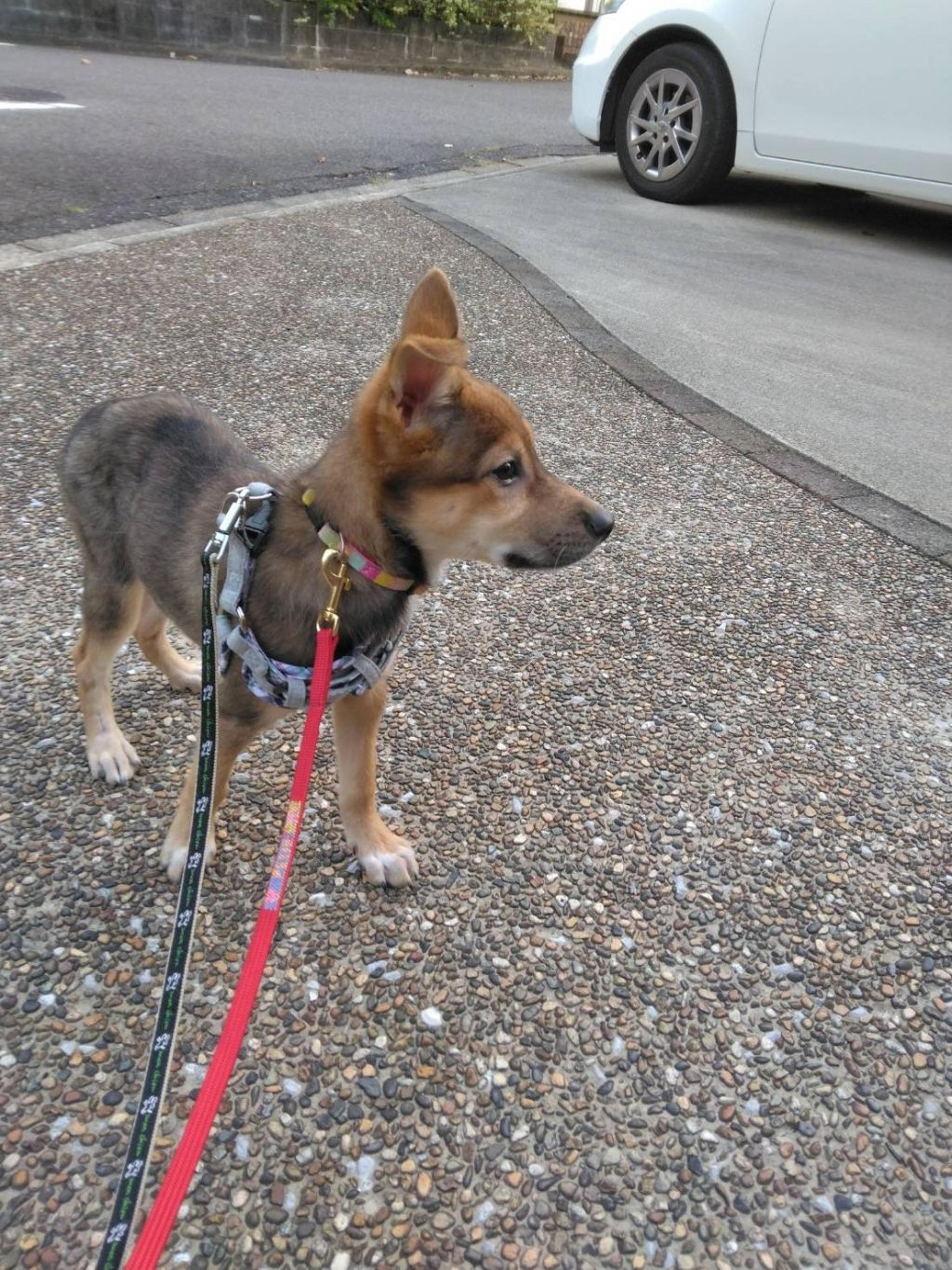 pet-image-4