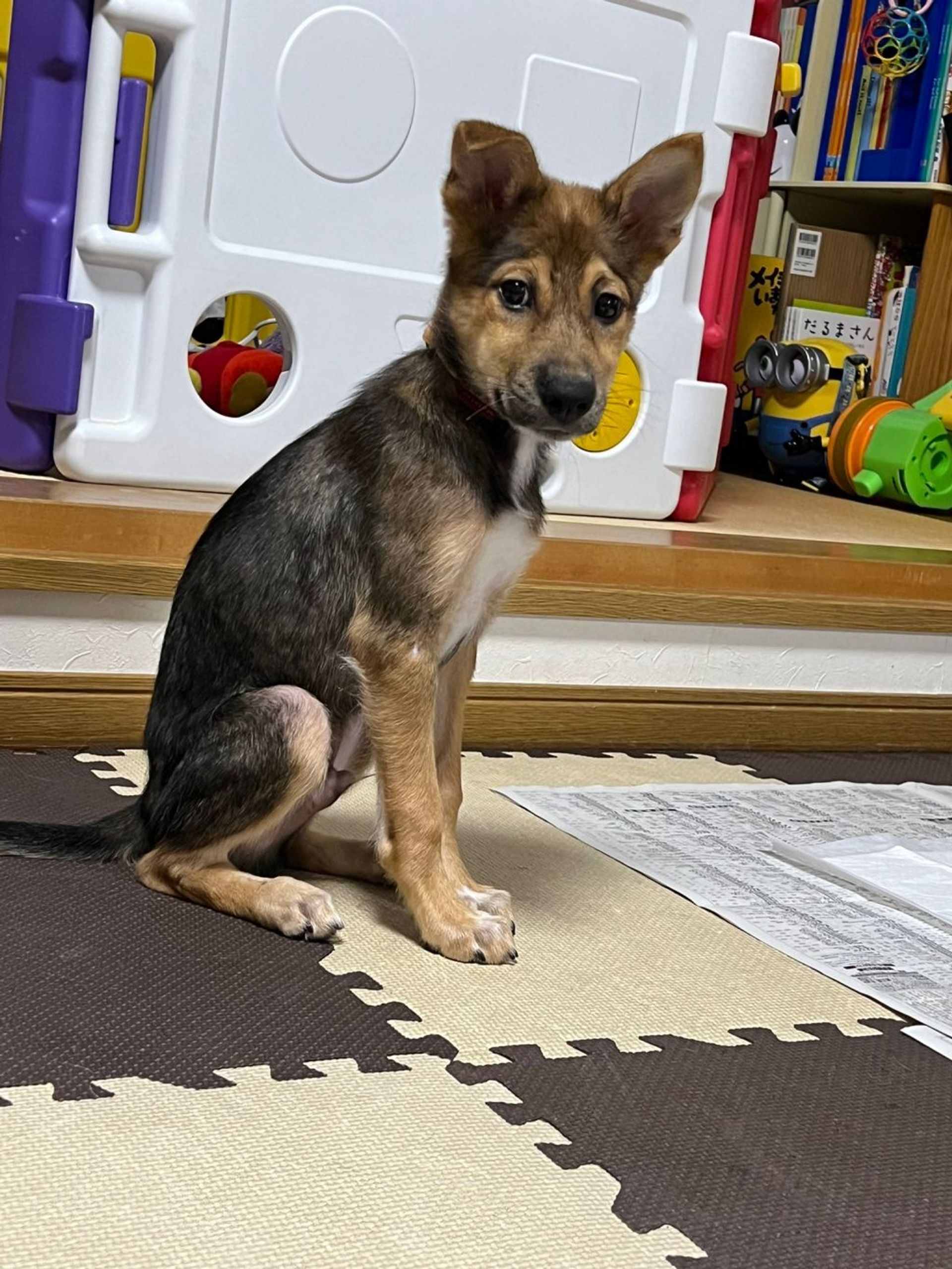 雑種（ミックス犬）・オスの里親募集の写真
