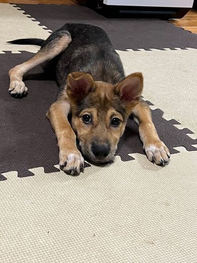 雑種（ミックス犬）・オスの里親募集の写真