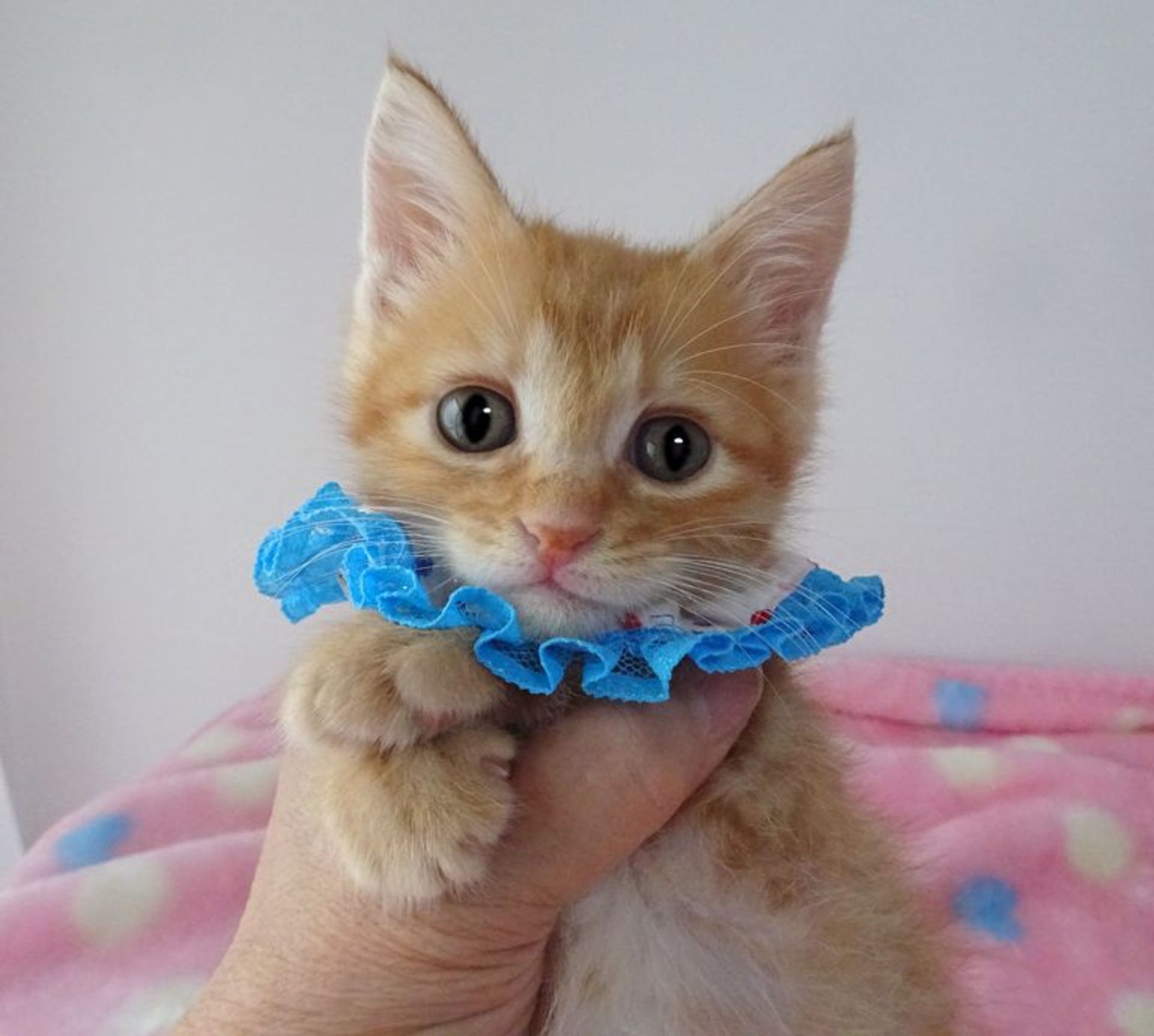 雑種（ミックス猫）・オスの里親募集の写真