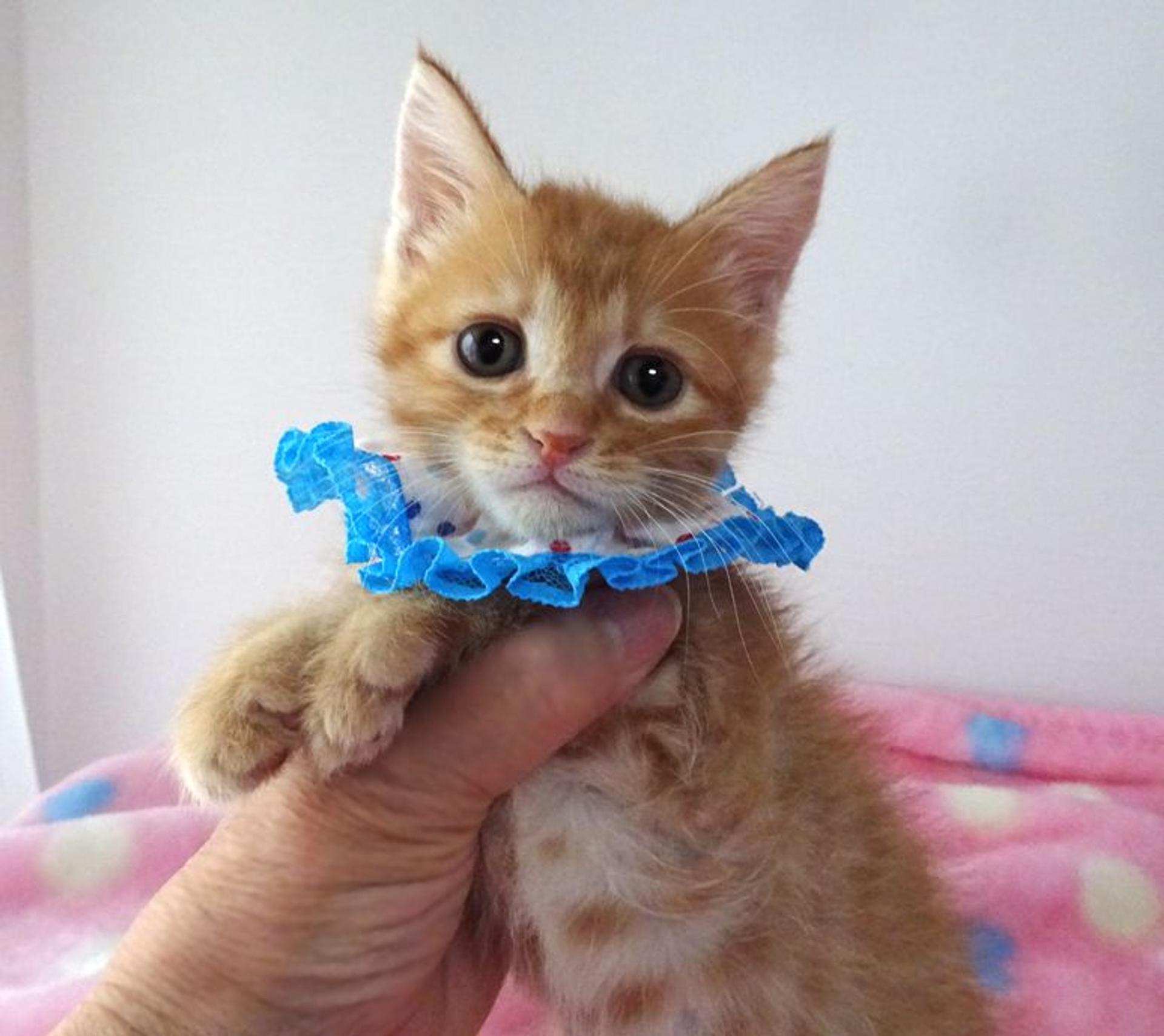 pet-image-2