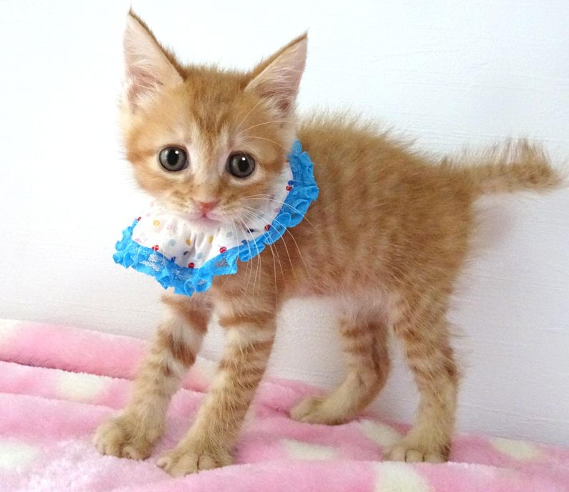 pet-image-4