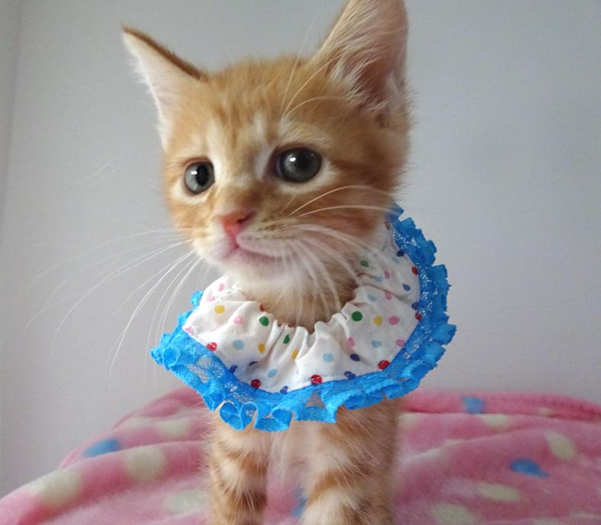 pet-image-5