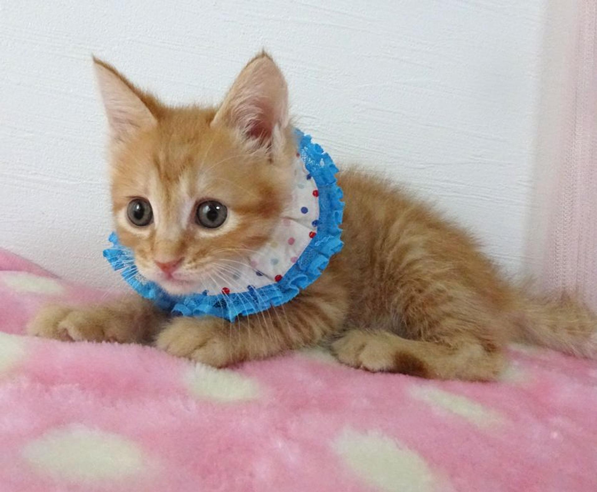 pet-image-6