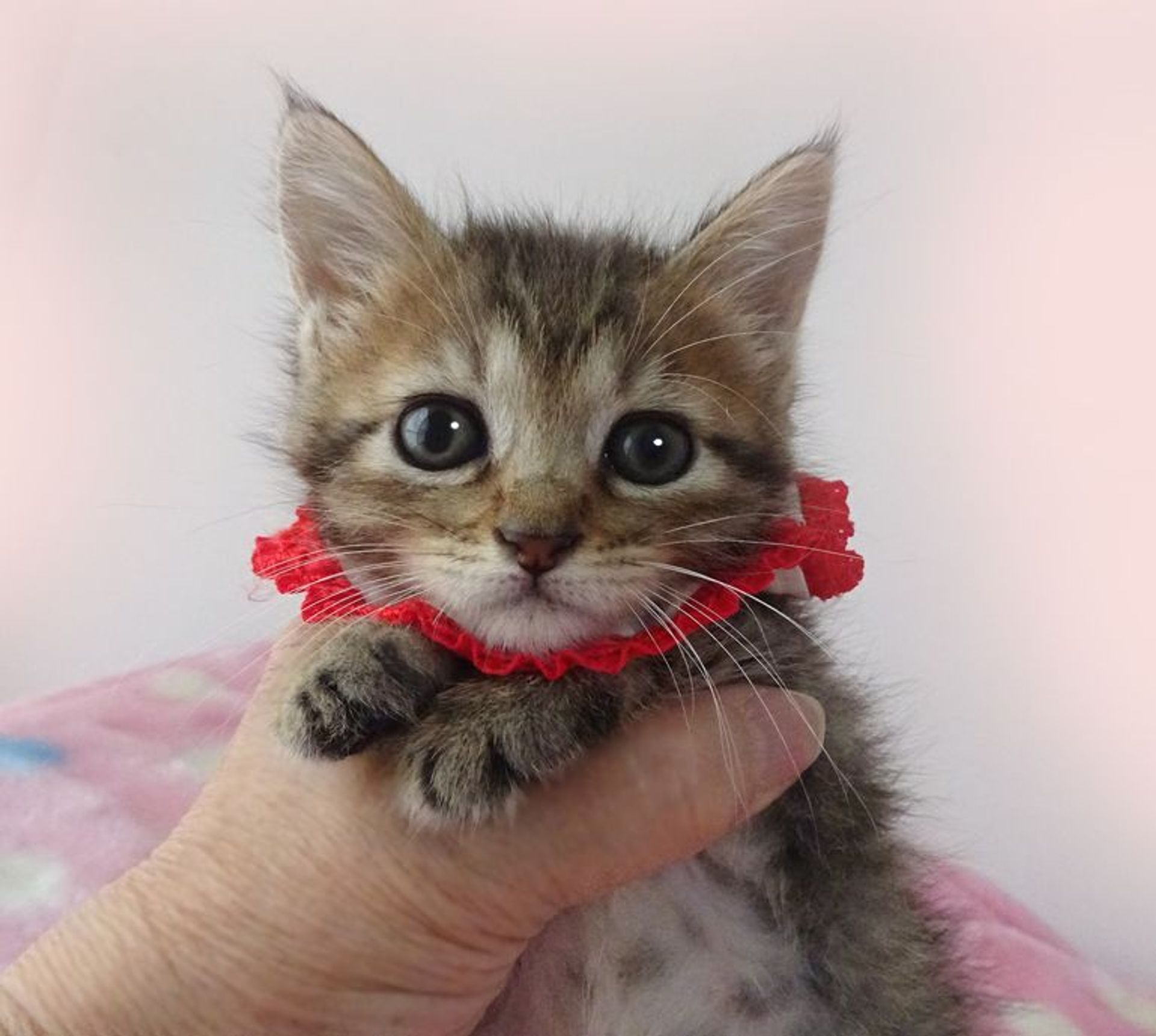 雑種（ミックス猫）・メスの里親募集の写真