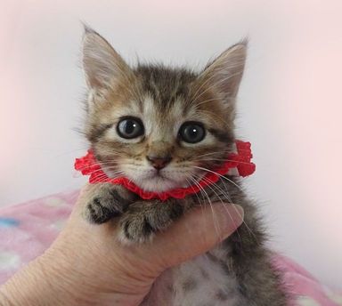 千衣(ちい)ちゃんの写真