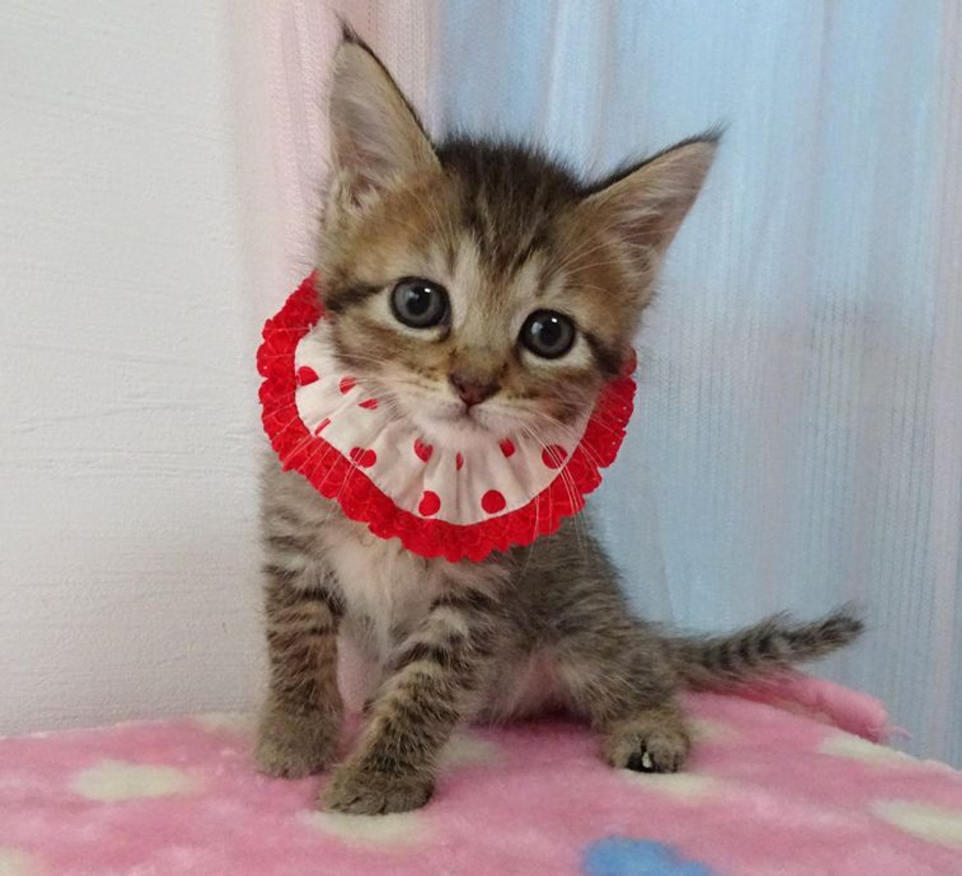 pet-image-2