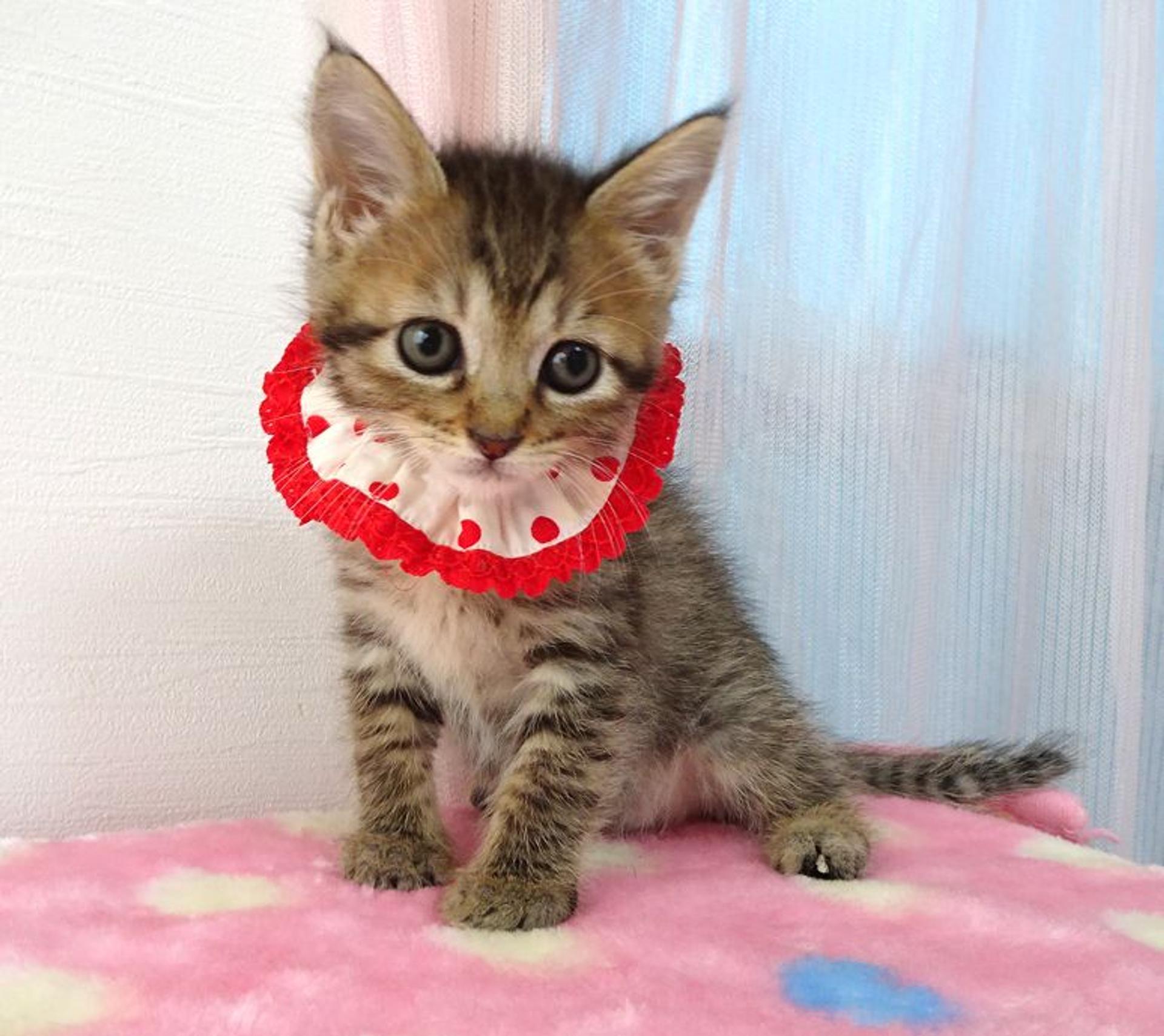 pet-image-3