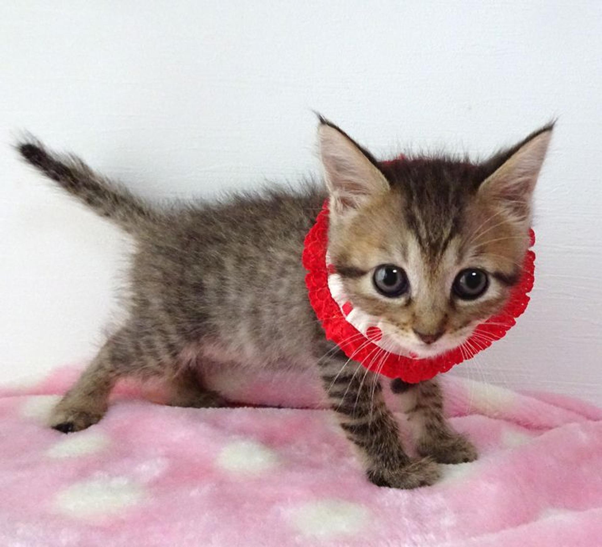pet-image-4