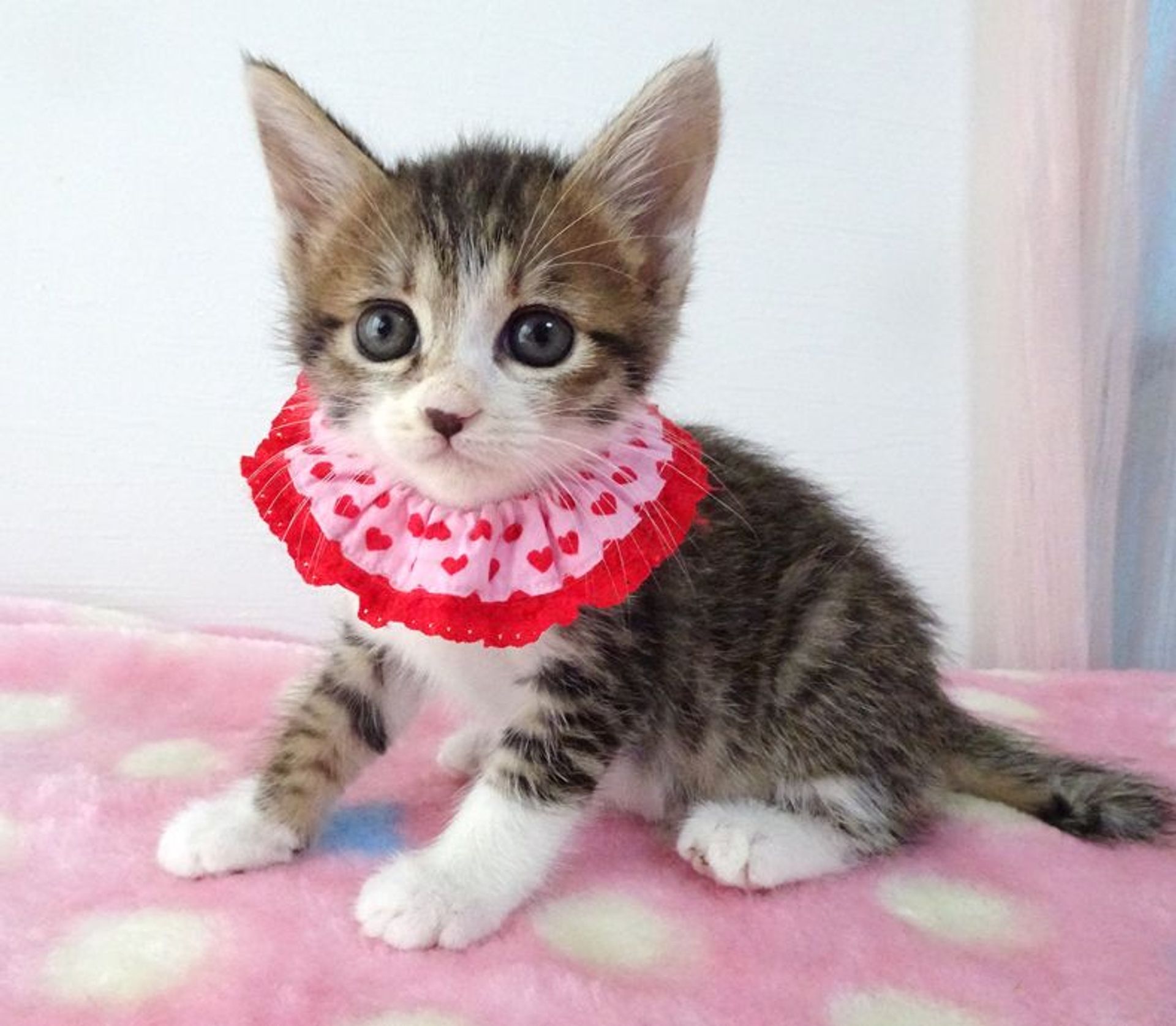 雑種（ミックス猫）・メスの里親募集の写真