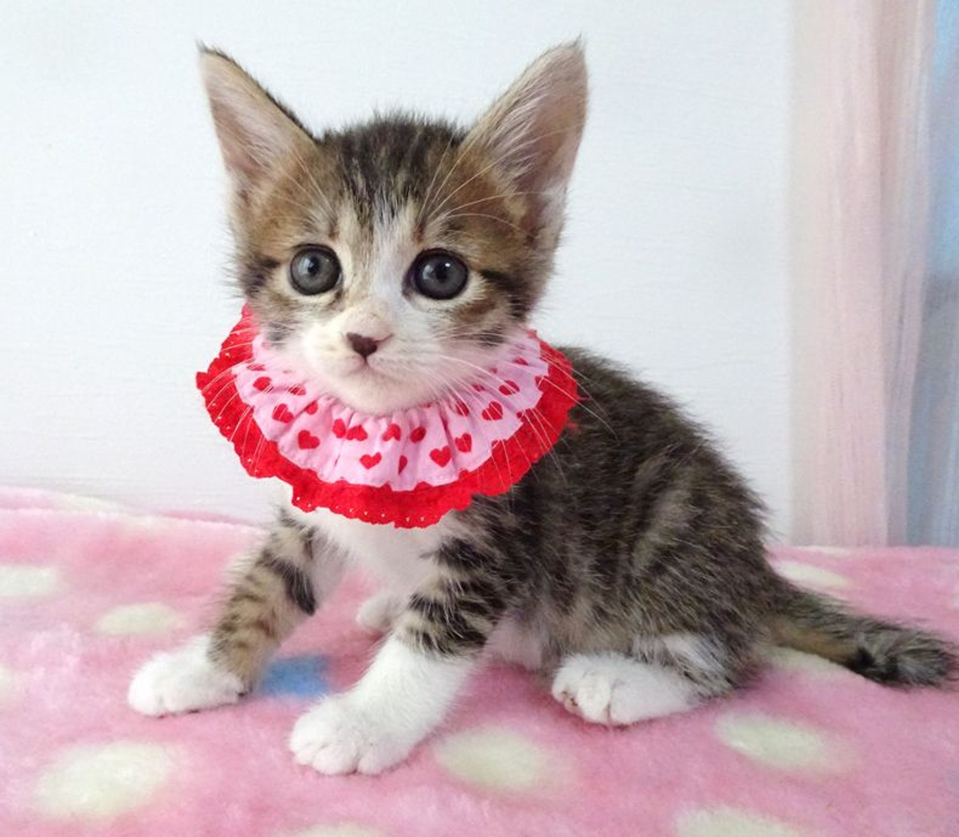 雑種（ミックス猫）・メスの里親募集の写真