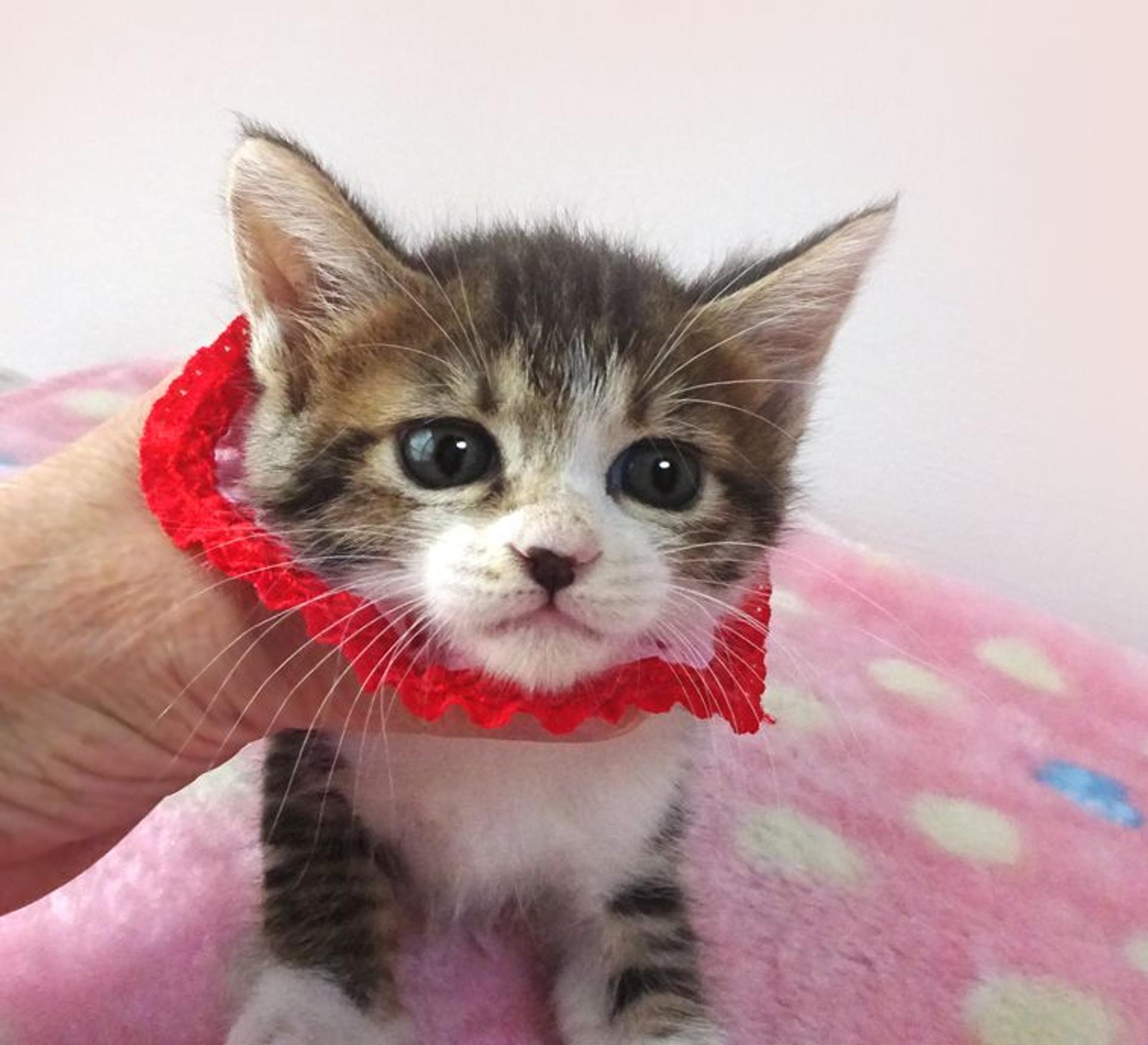 pet-image-3