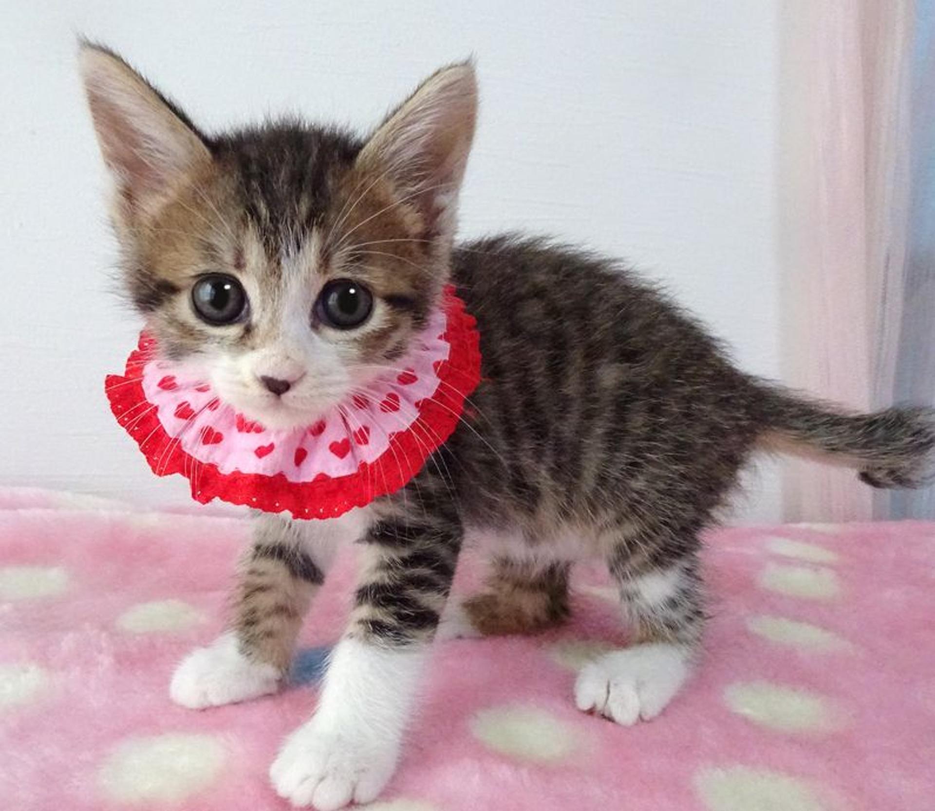 pet-image-4