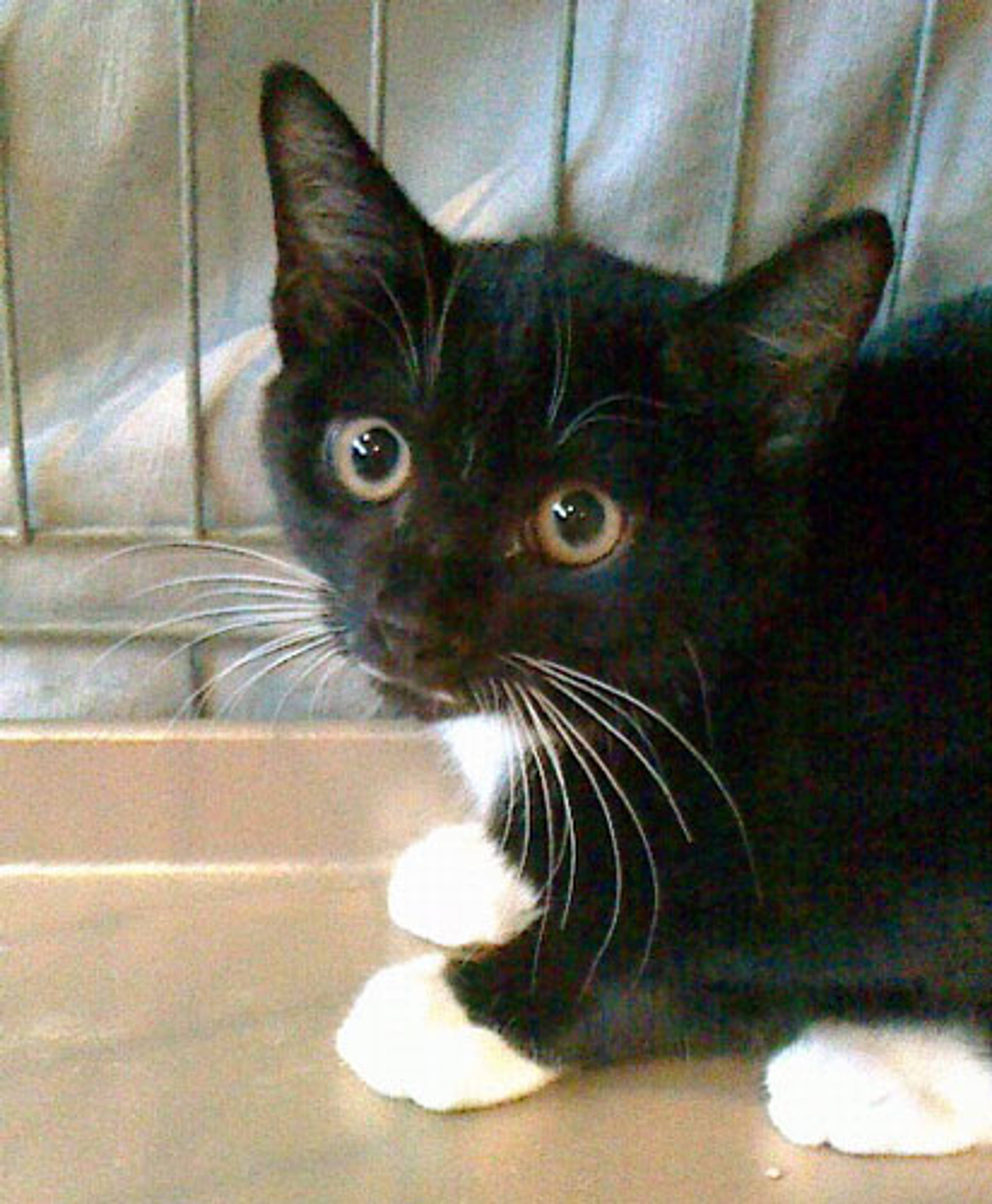 雑種（ミックス猫）・メスの里親募集の写真
