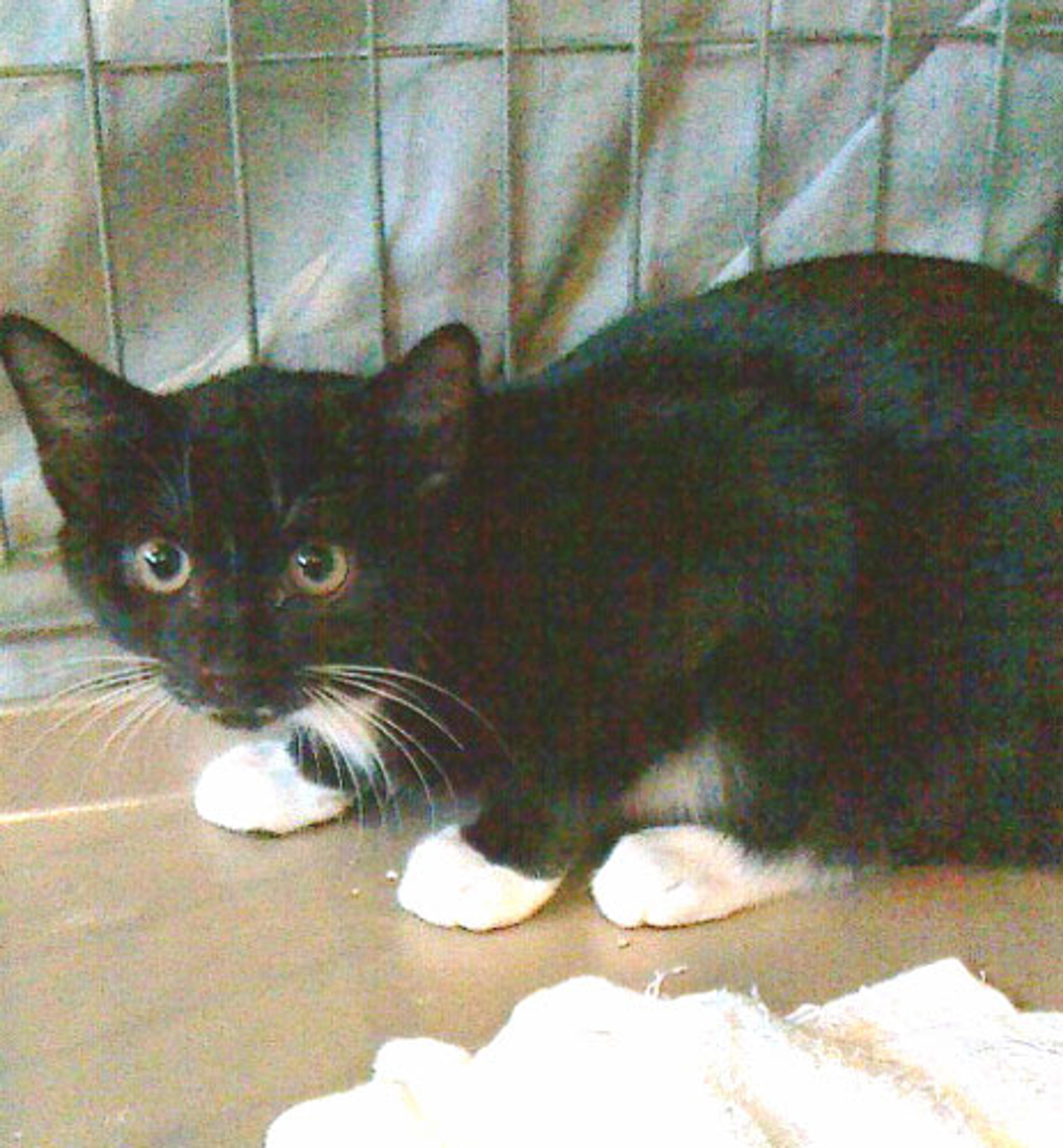 pet-image-2