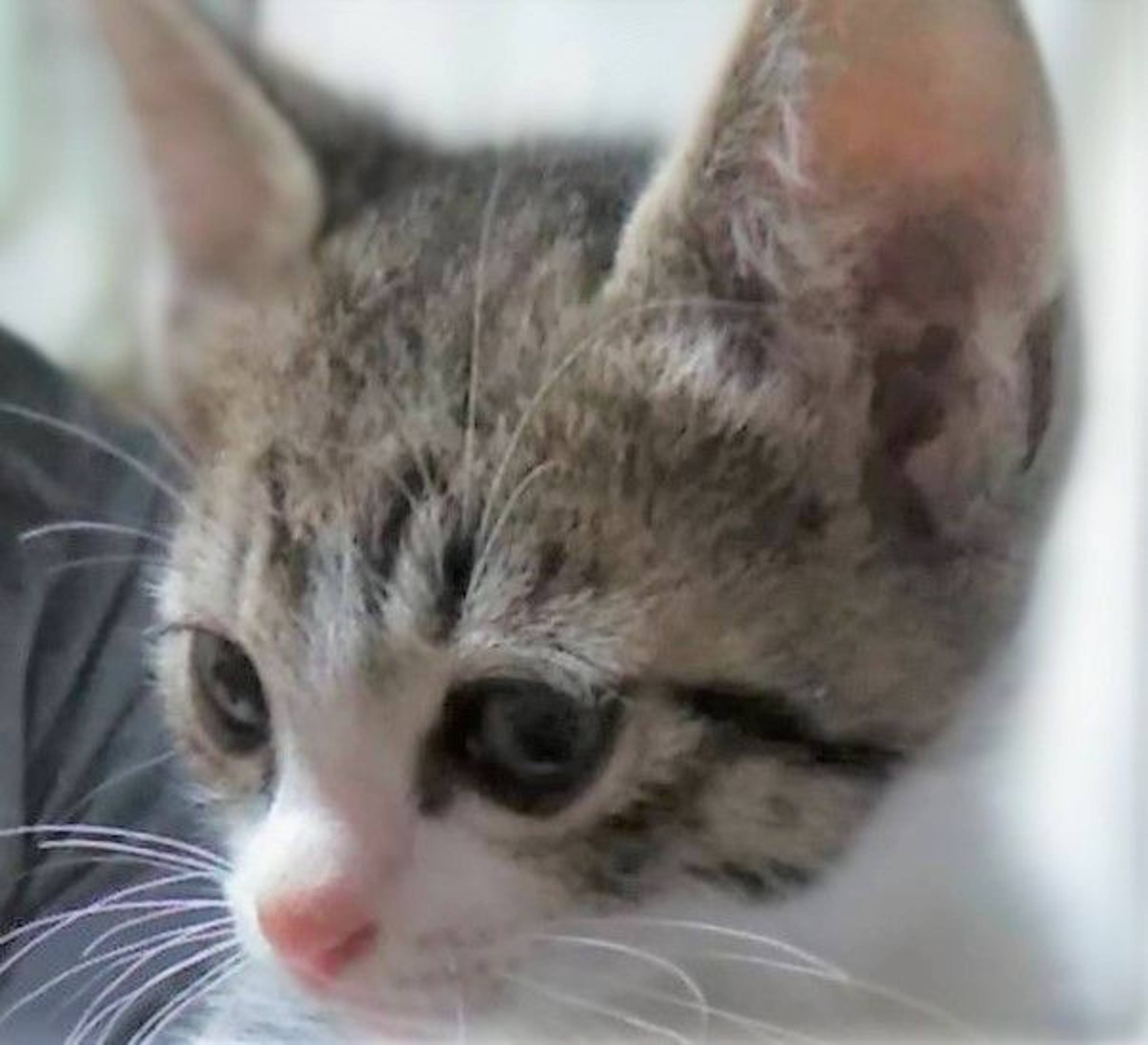 雑種（ミックス猫）・オスの里親募集の写真