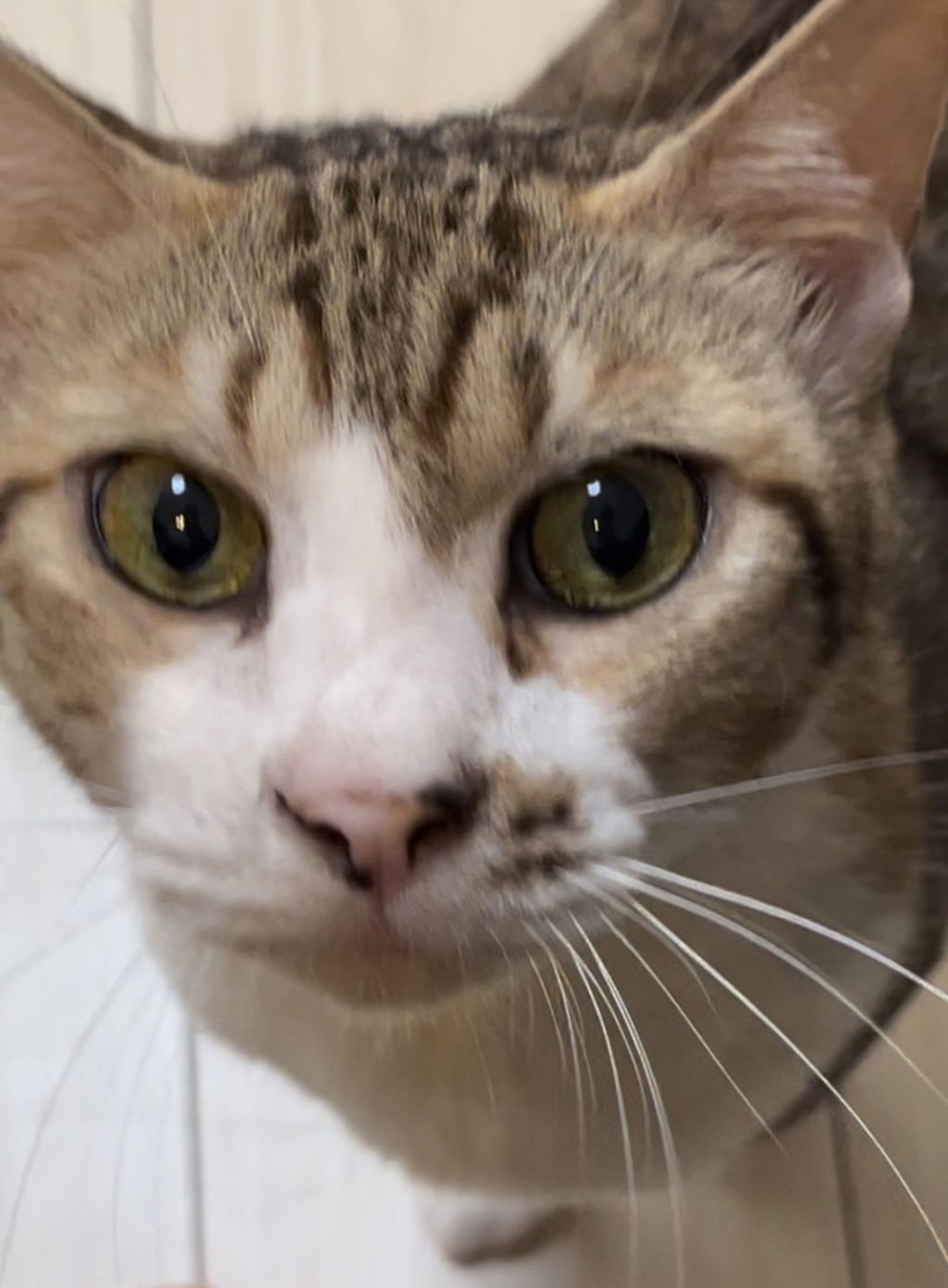 雑種（ミックス猫）・メスの里親募集の写真