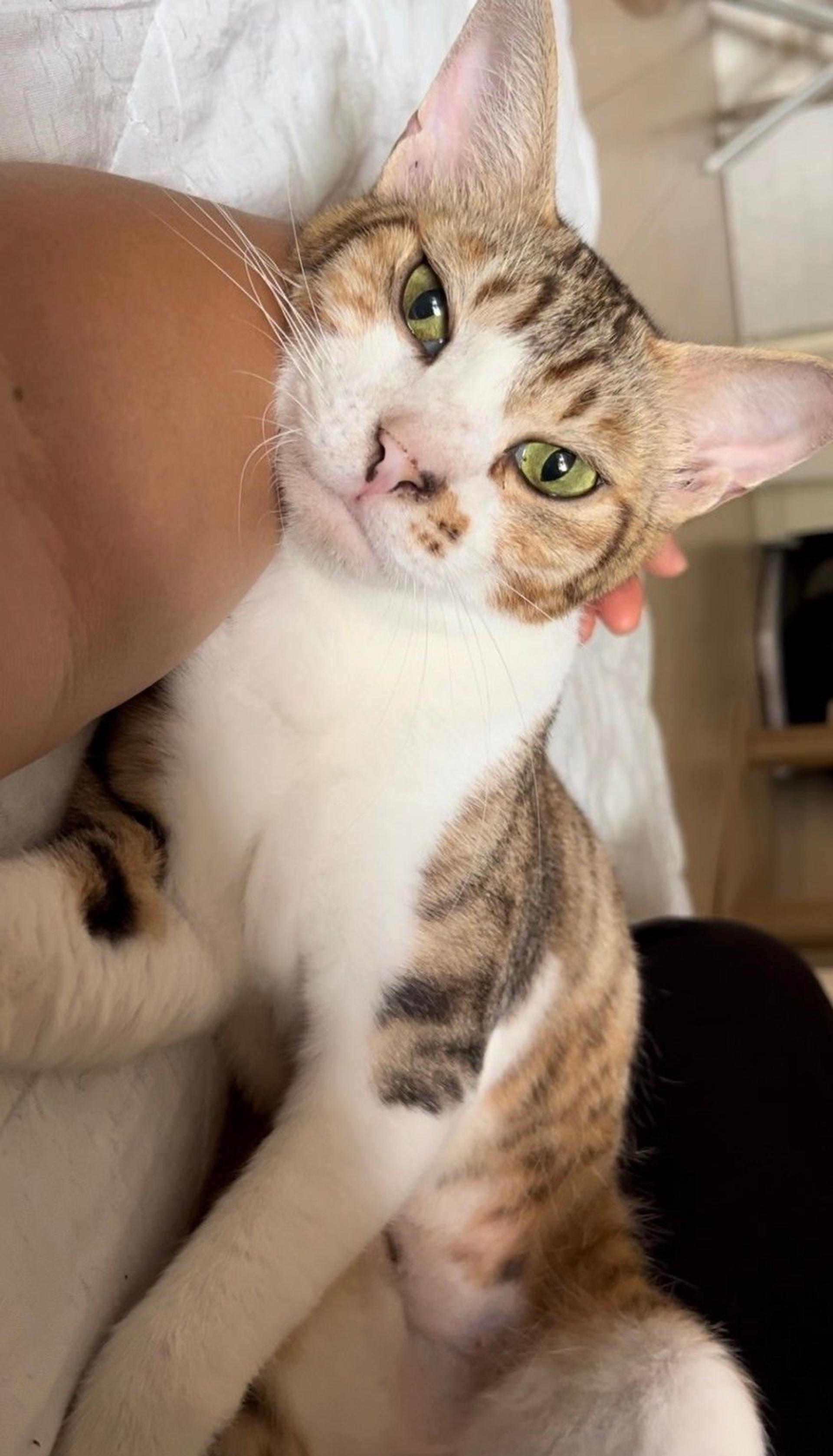 pet-image-2