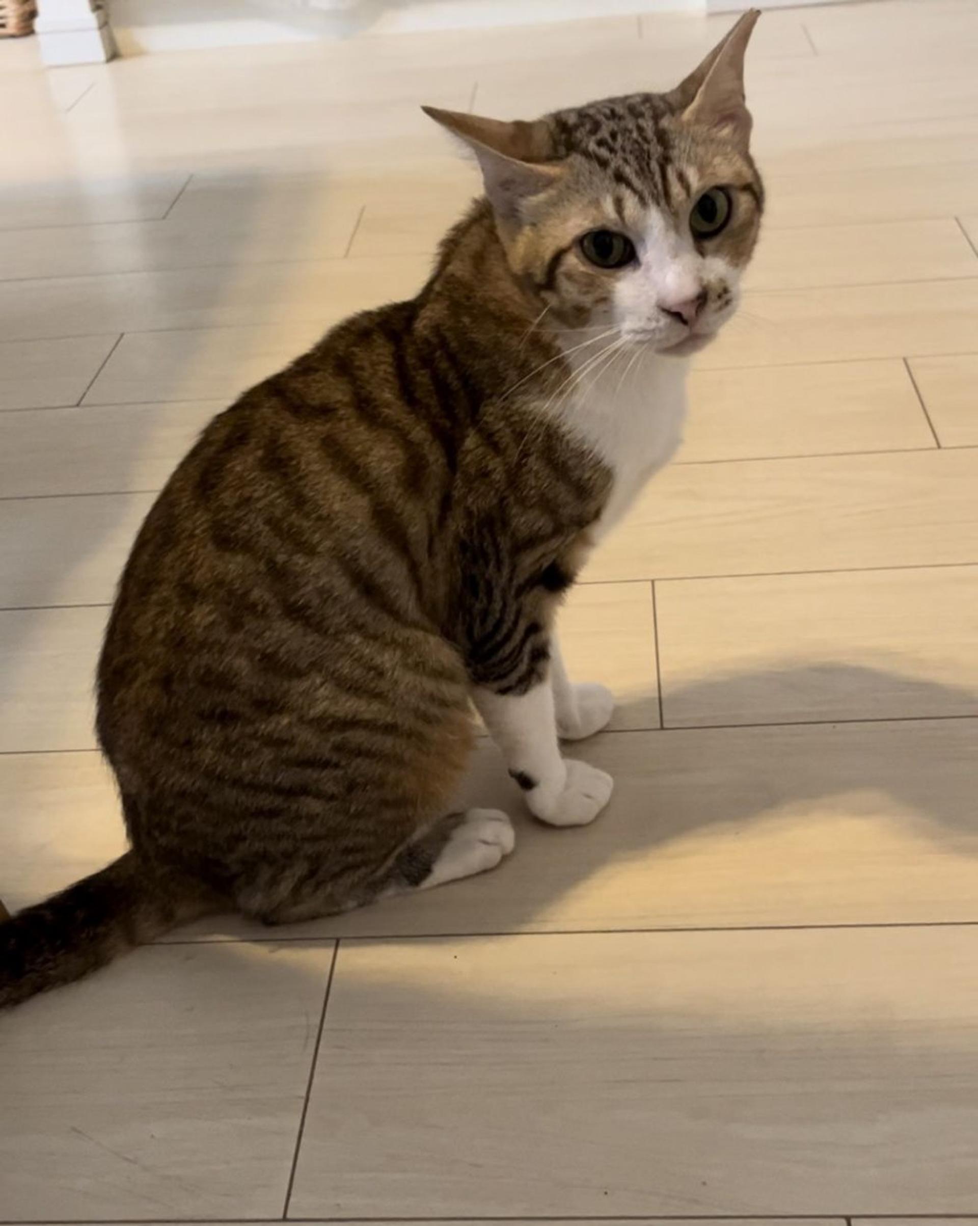 pet-image-3