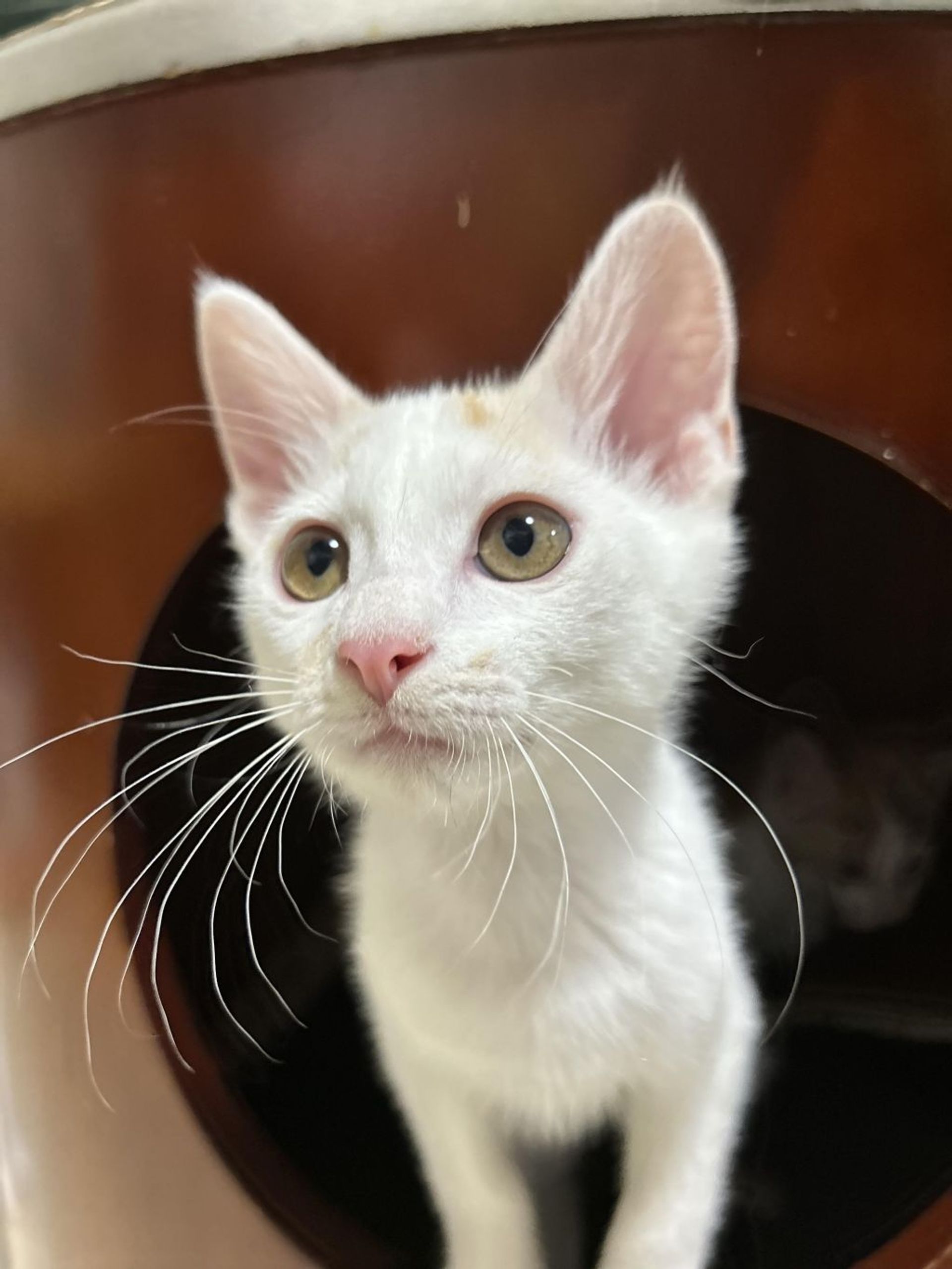 雑種（ミックス猫）・オスの里親募集の写真