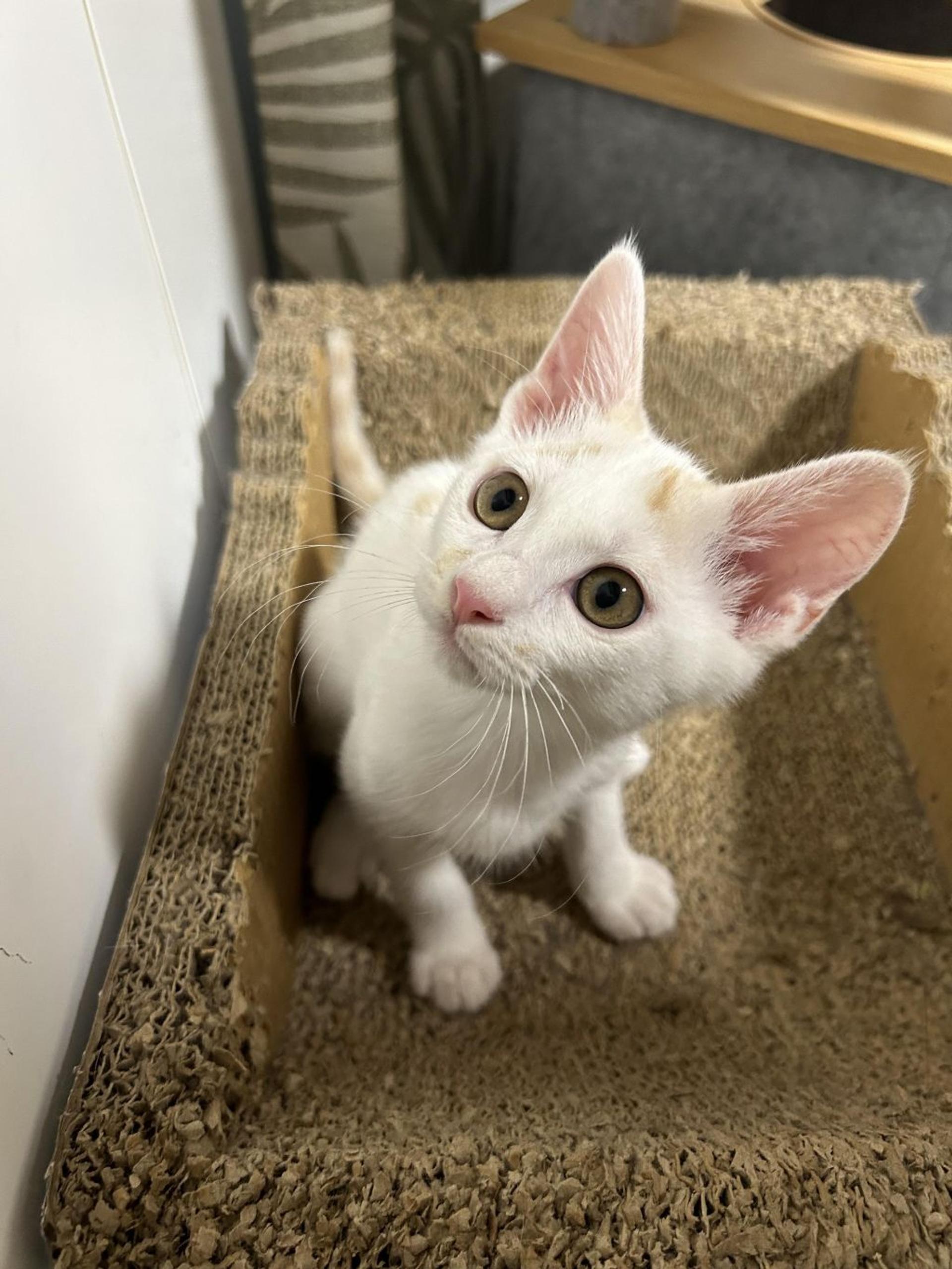 pet-image-3